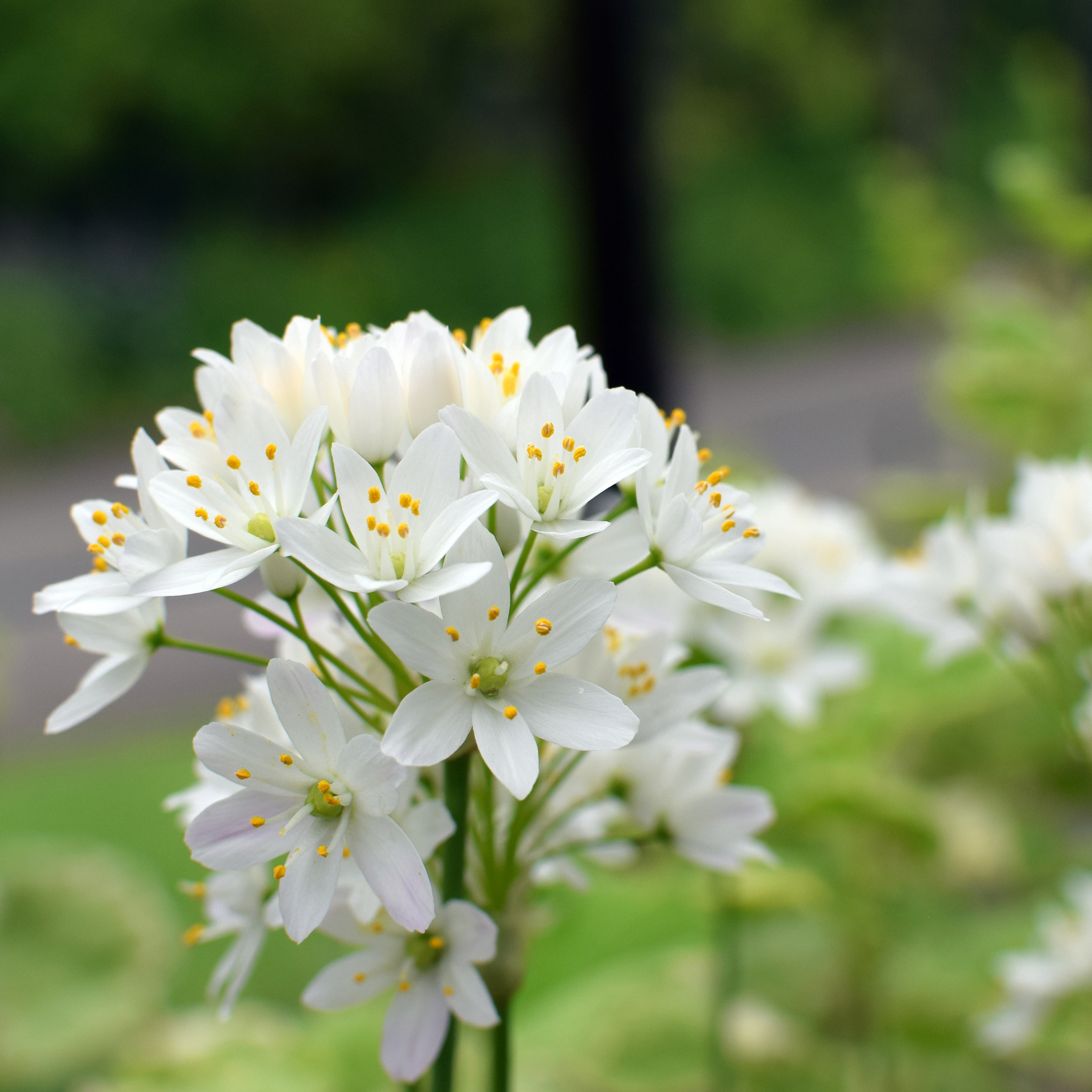 Dwarf White Agapanthus praecox - Lily of the Nile, African Lily