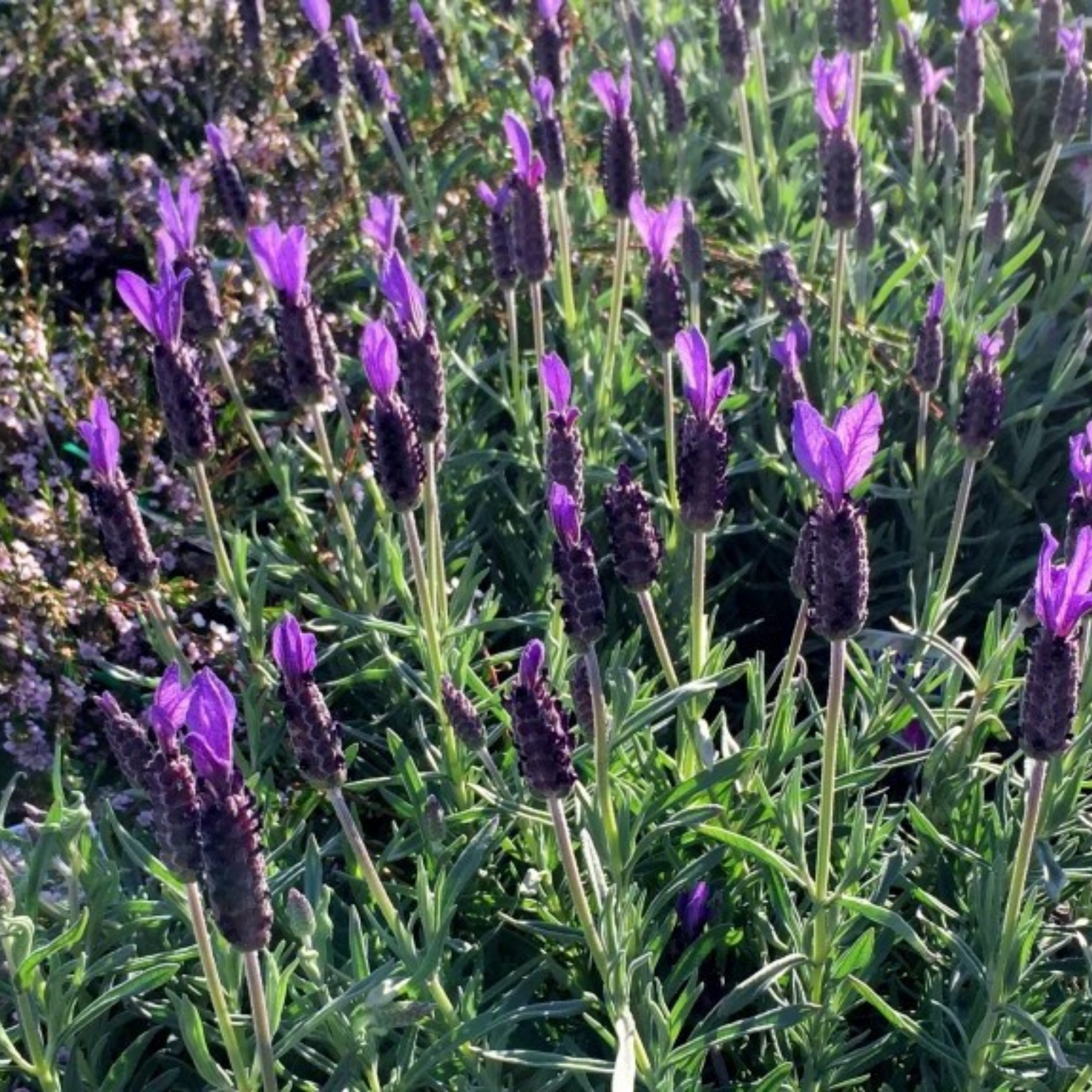 Spanish Lavender - Lavandula stoechas Avonview
