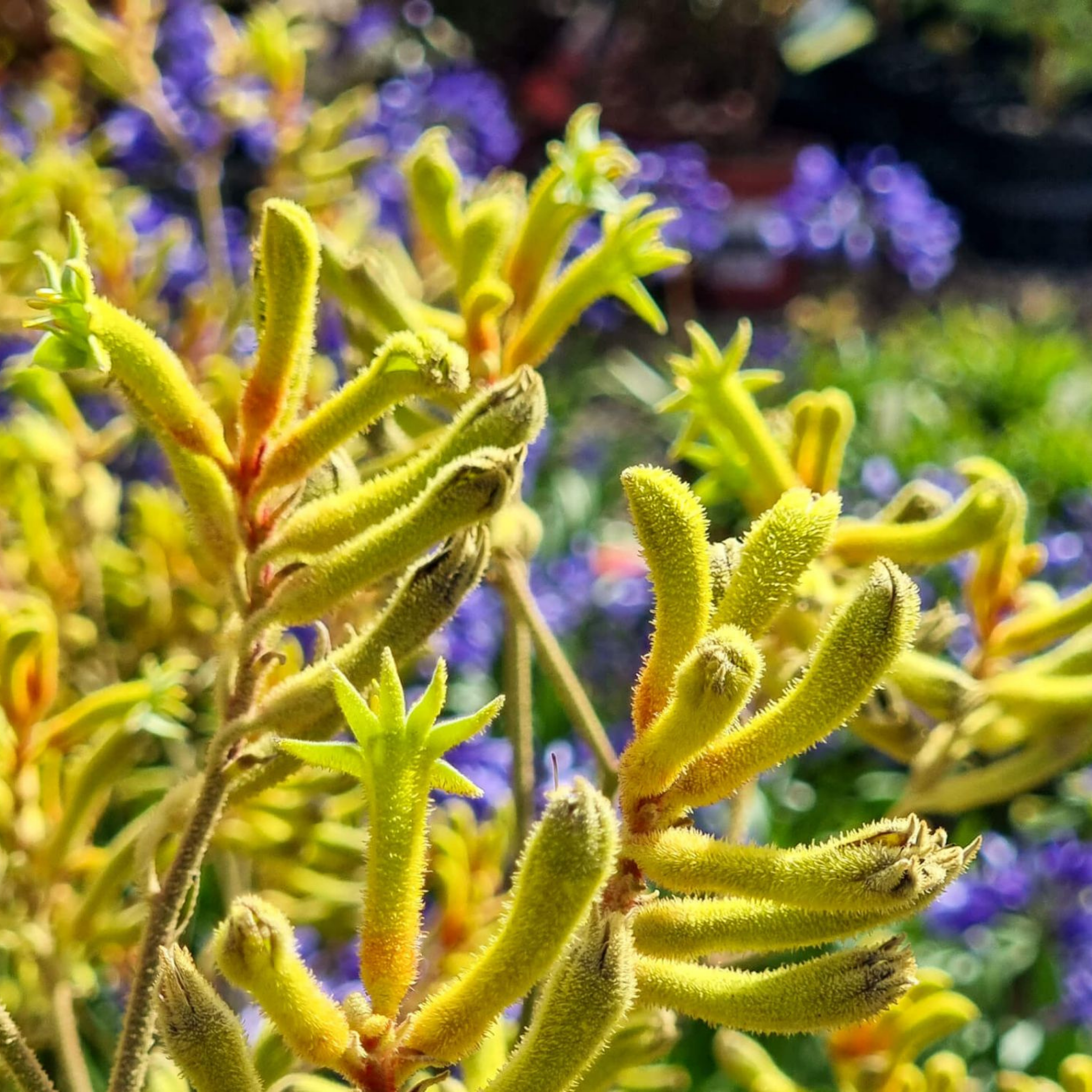 Golden Yellow Kangaroo Paw - Anigozanthos hybrida ‘Landscape Gold’