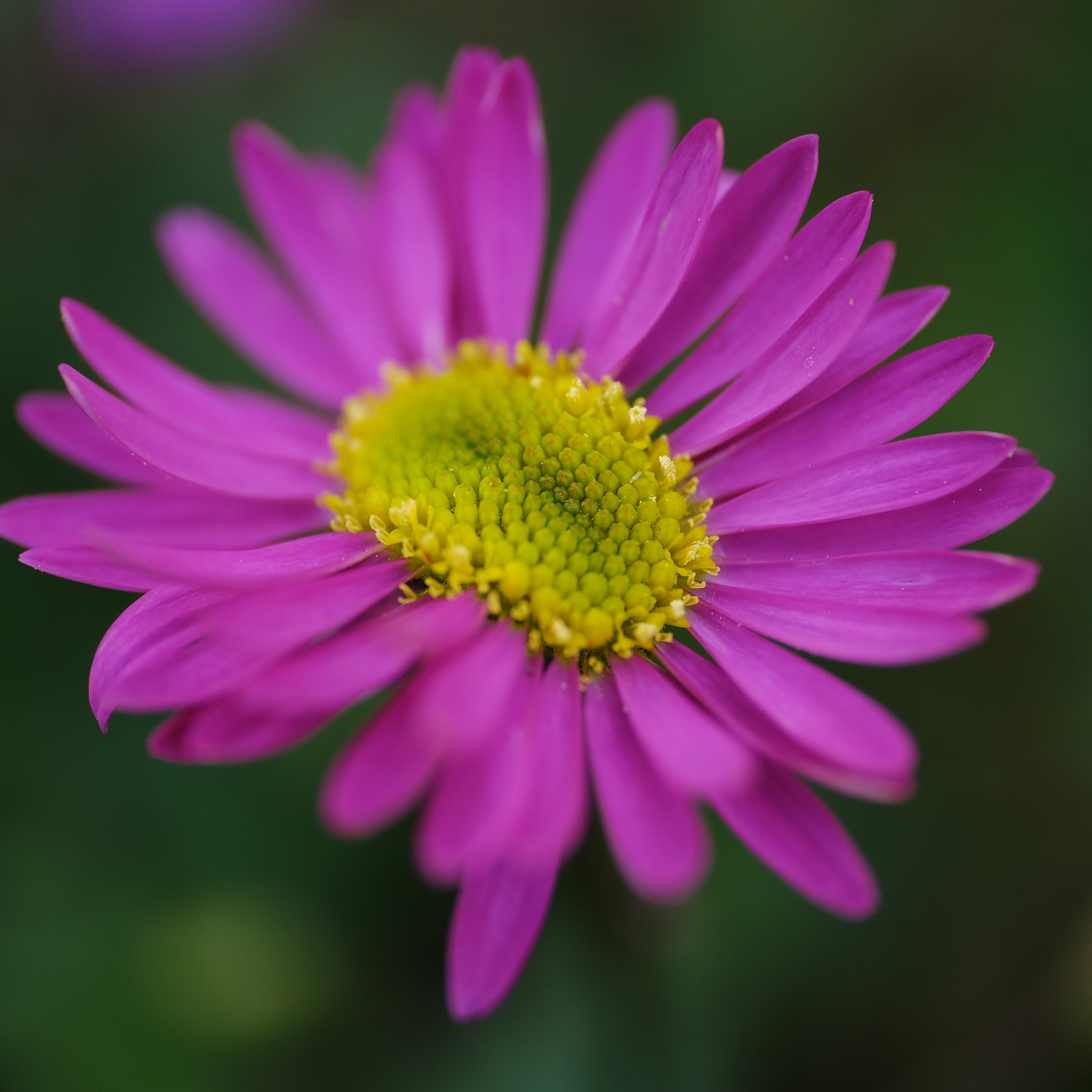 Cut Leaf Daisy Radiant Magenta - Brachyscome hybrida Radiant Magenta