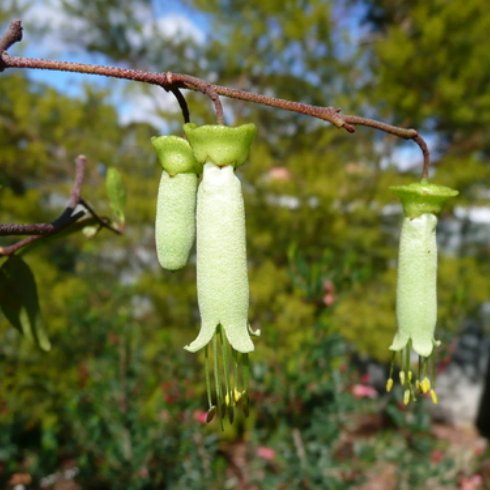 Chefs Hat Correa - Correa baeuerlenii