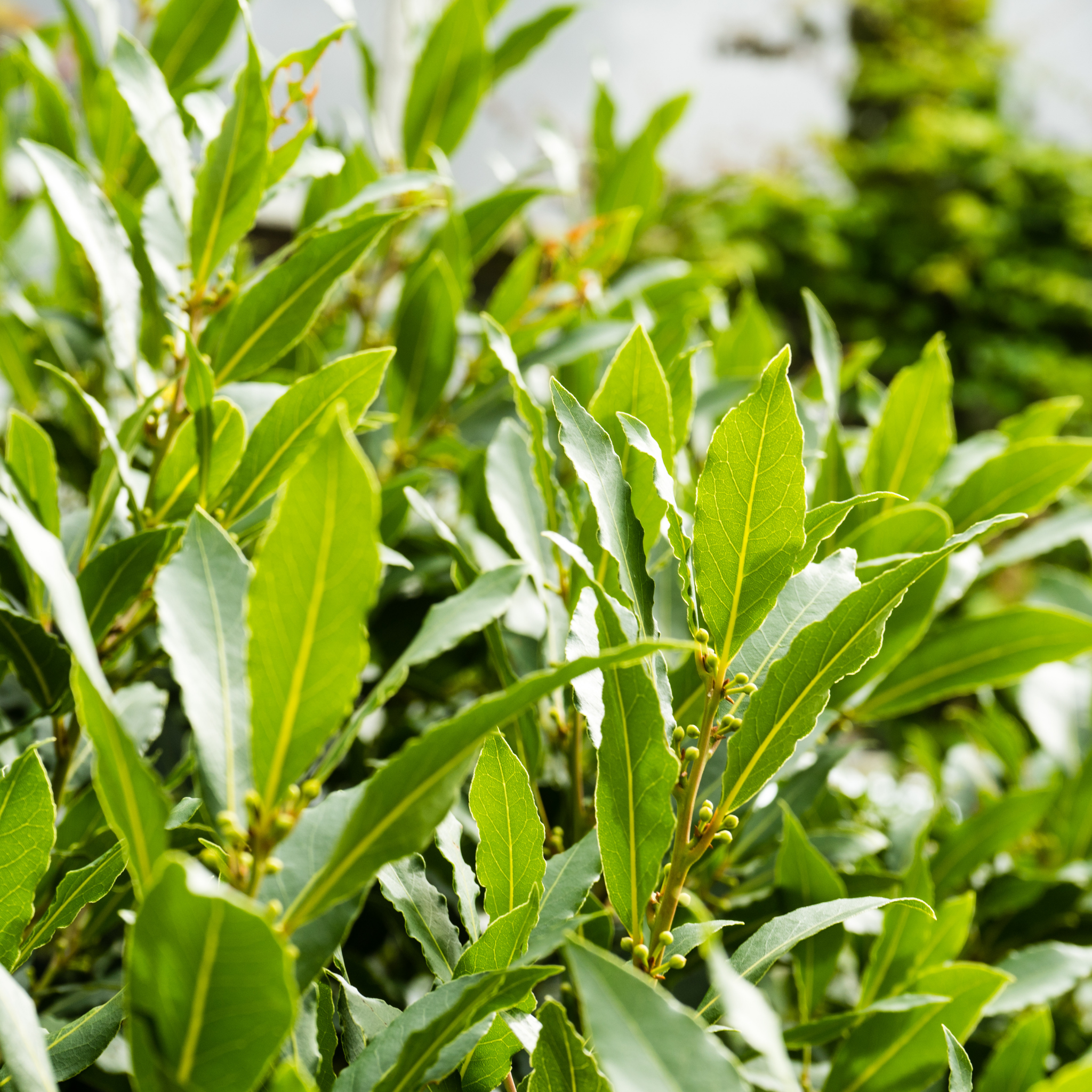 Bay Laurel Tree - Laurus nobilis