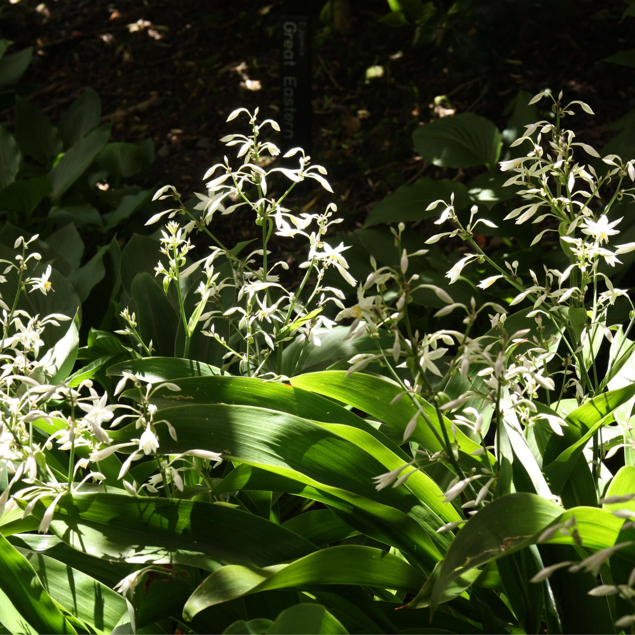 Green leaves and white flowers in a natural setting