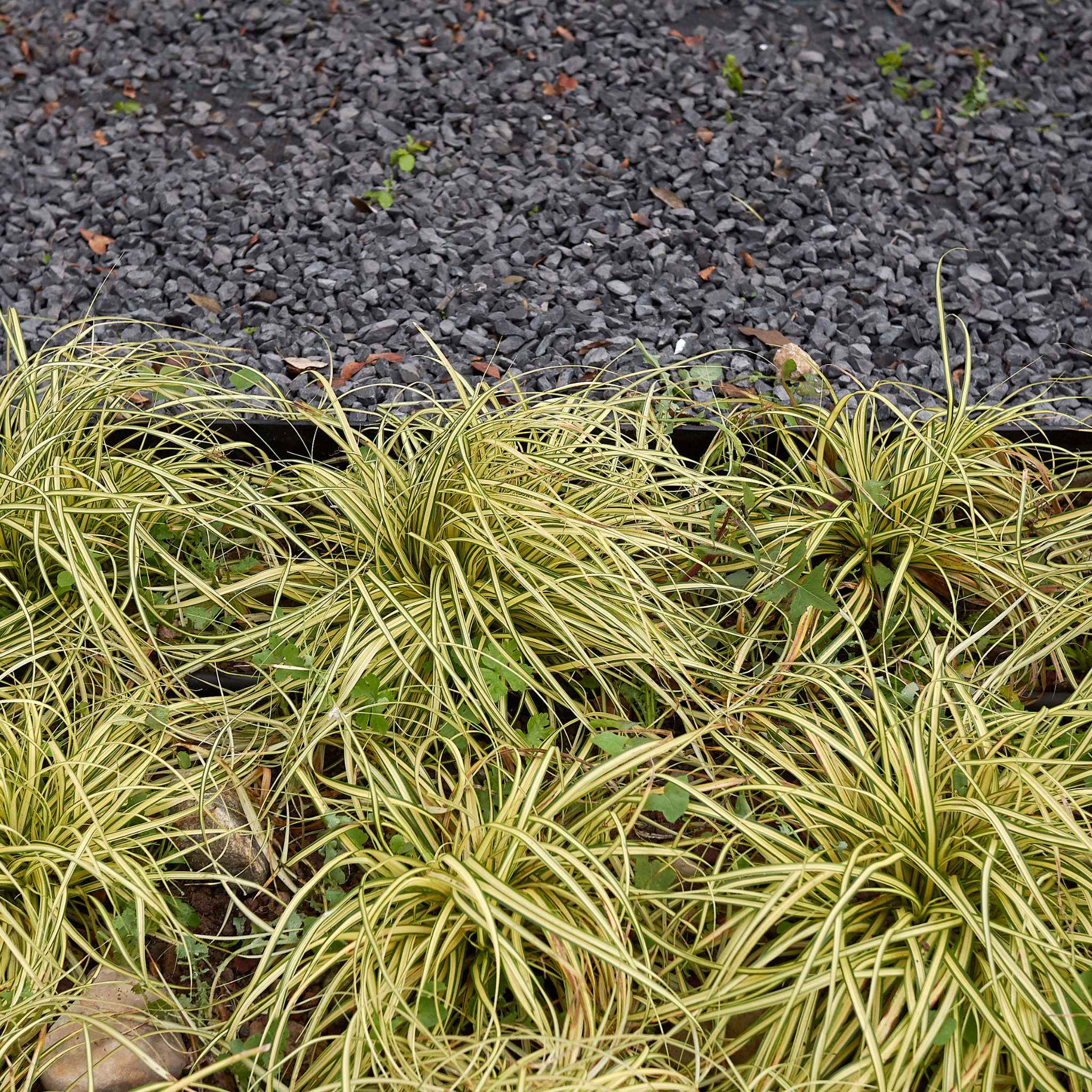 Yellowish-green grass plants on a dark gravel background