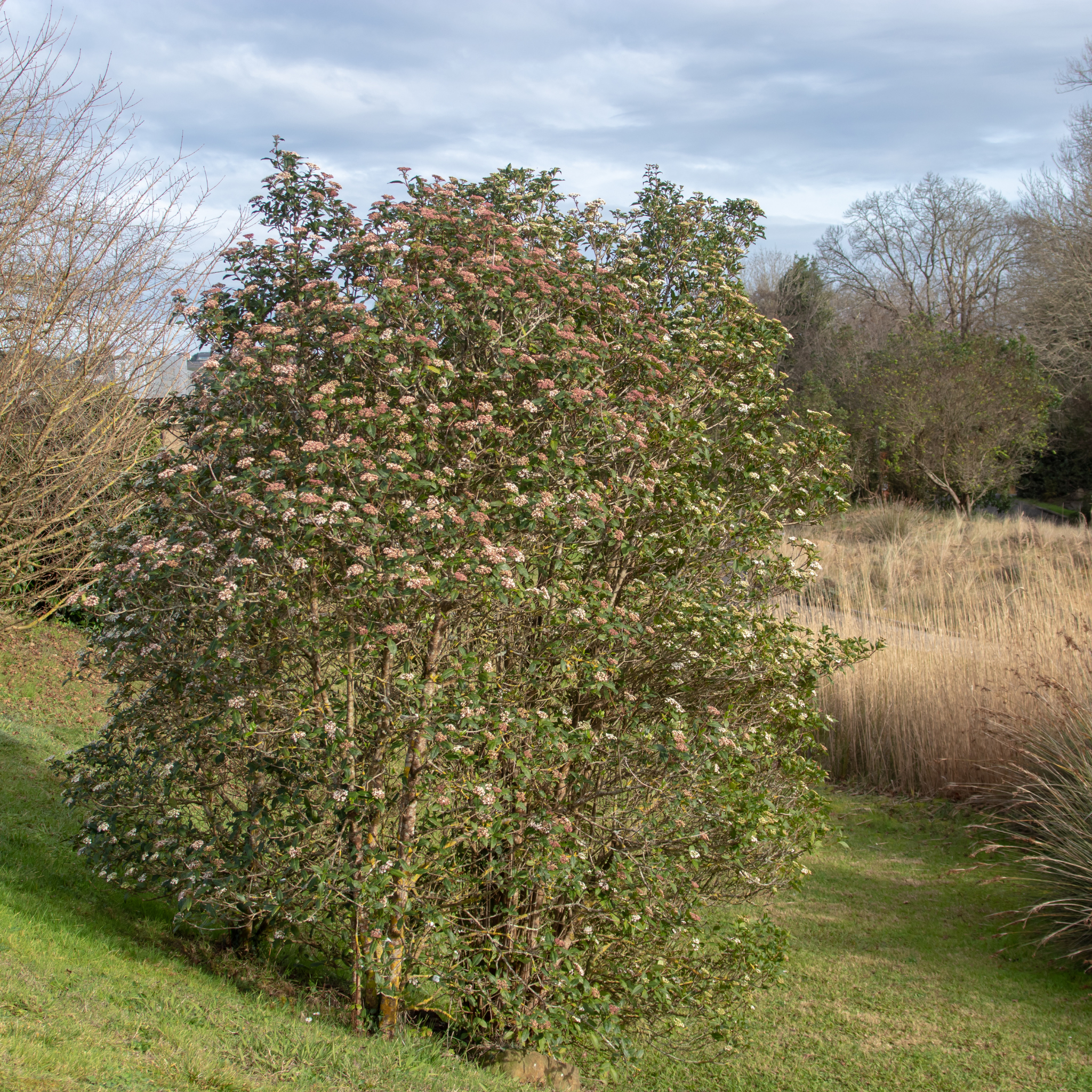 Viburnum tinus - Laurustinus