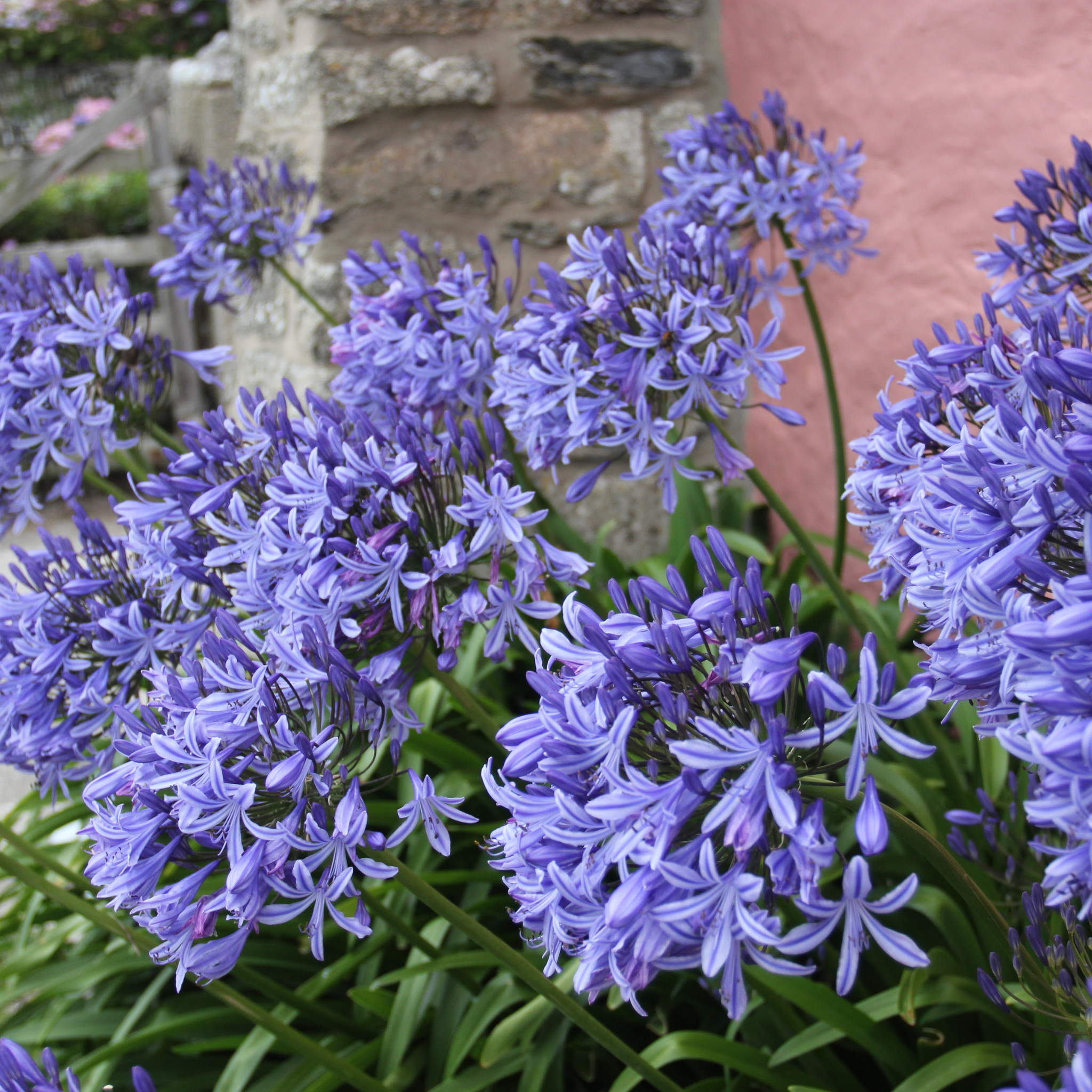 Agapanthus hybrida Purple Cloud - Giant Lily of the Nile, African Lily