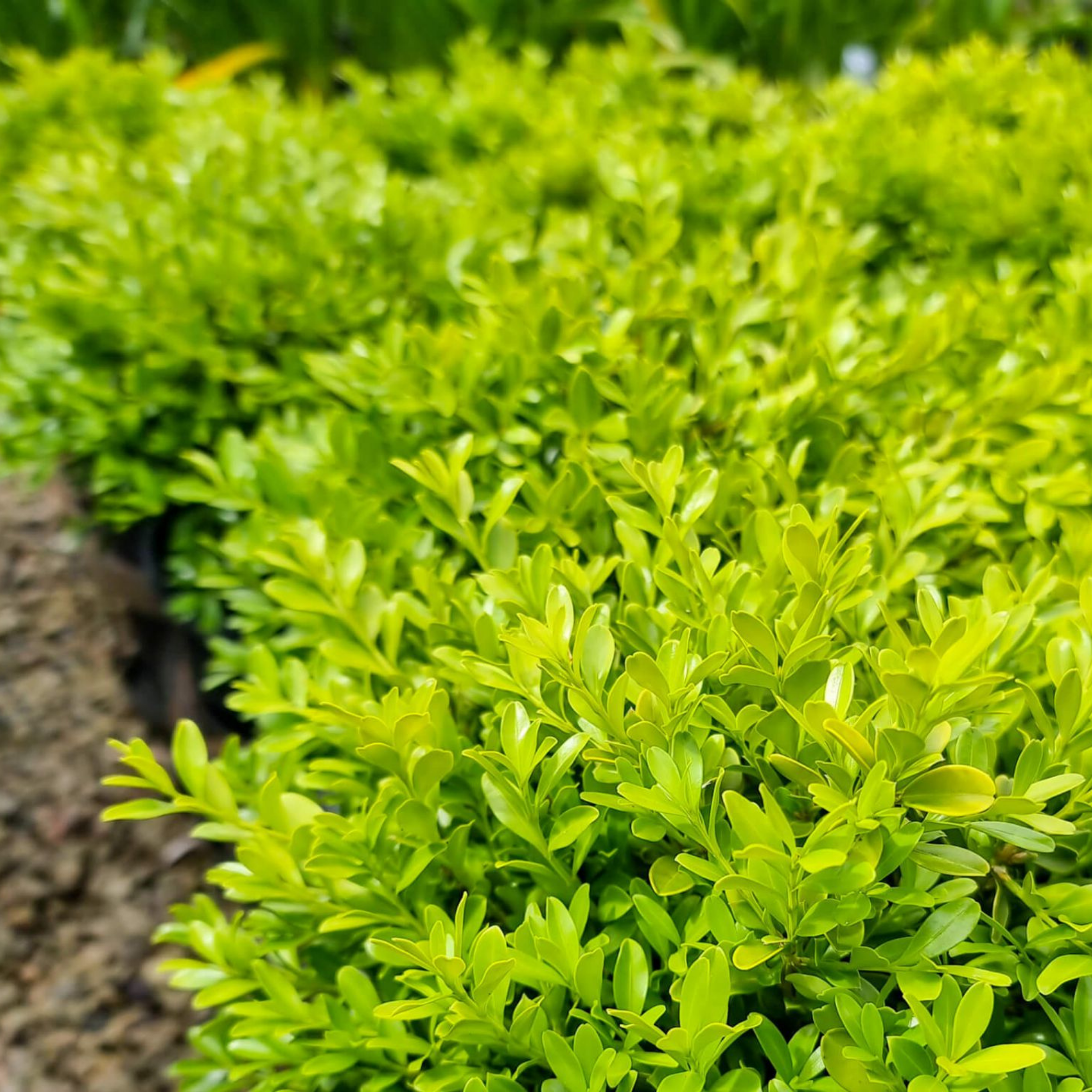 Korean Boxwood - Buxus microphylla microphylla