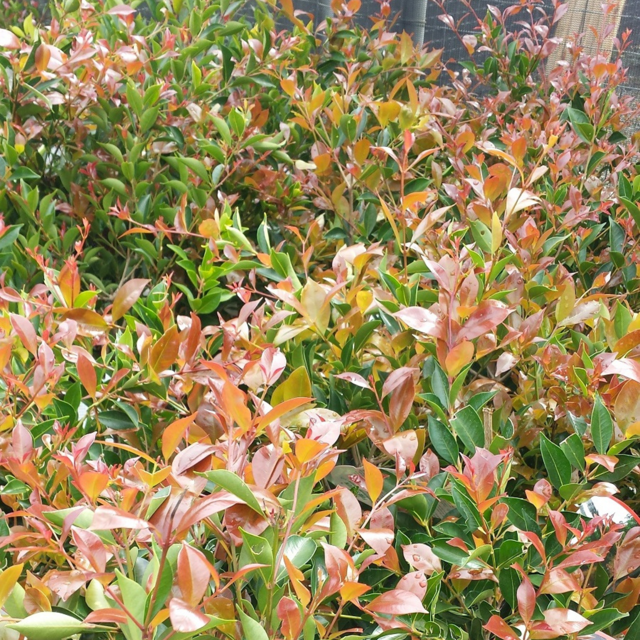 Close-up of a bush with green and red leaves