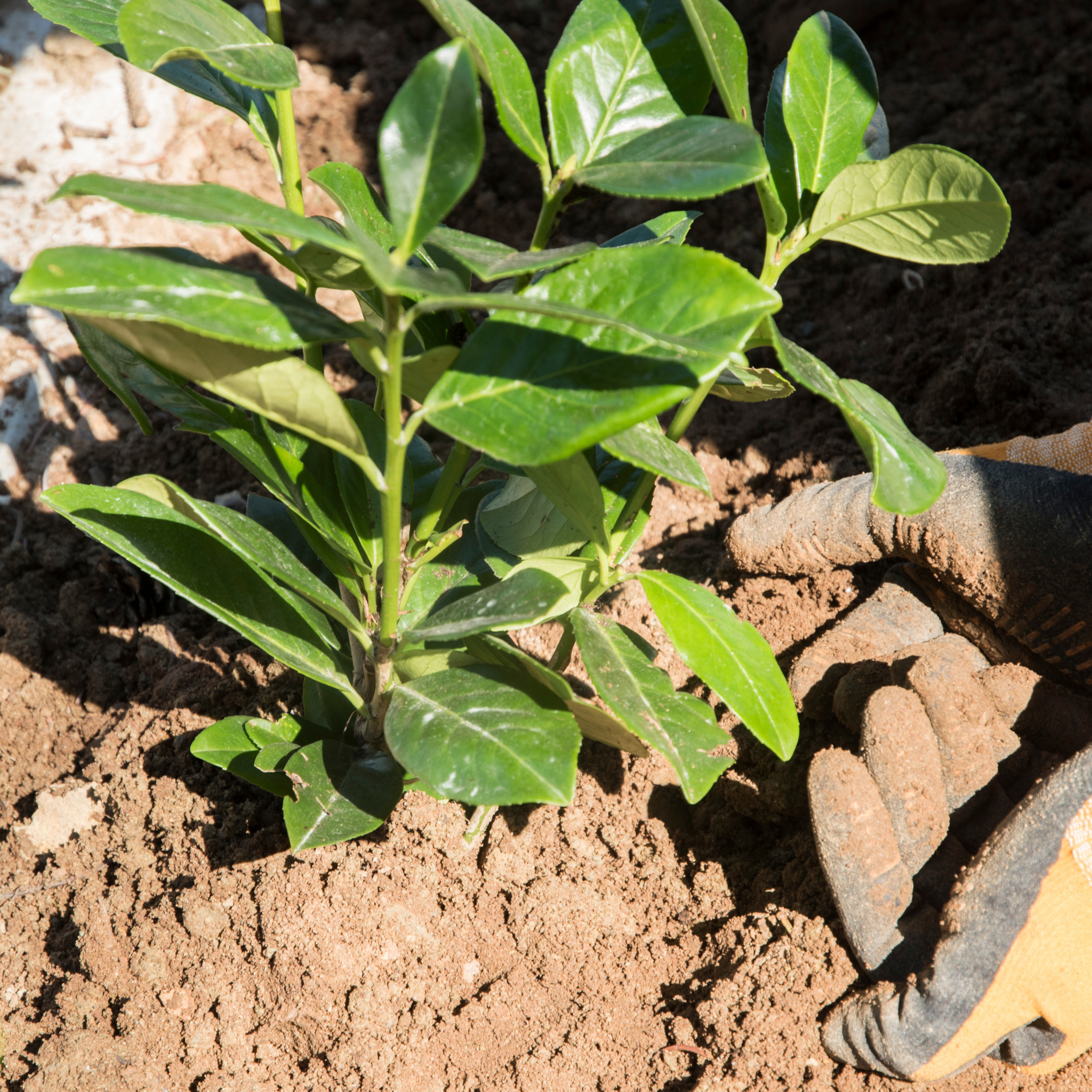 Hand planting a small tree in soil with gardening gloves on