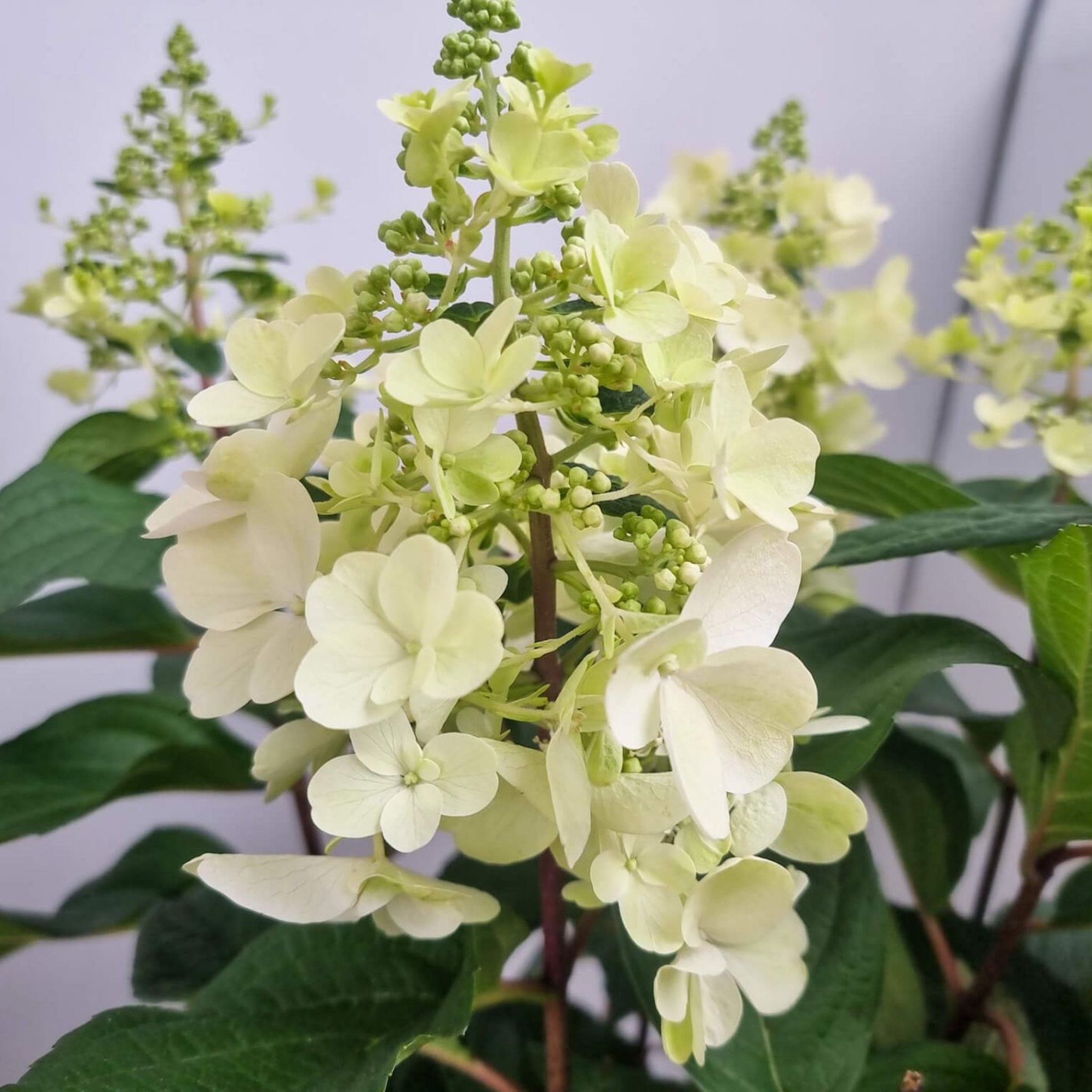 Panicled Hydrangea Candlelight PBR - Hydrangea paniculata Candlelight PBR