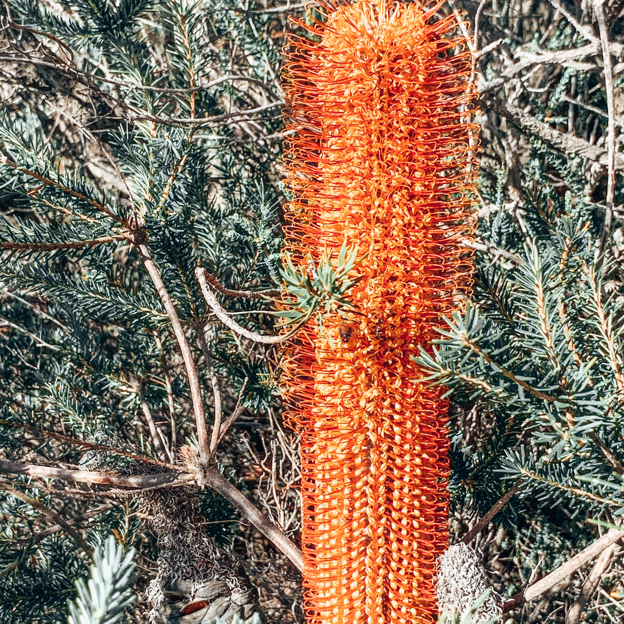 Close-up of an orange bottlebrush plant among green foliage