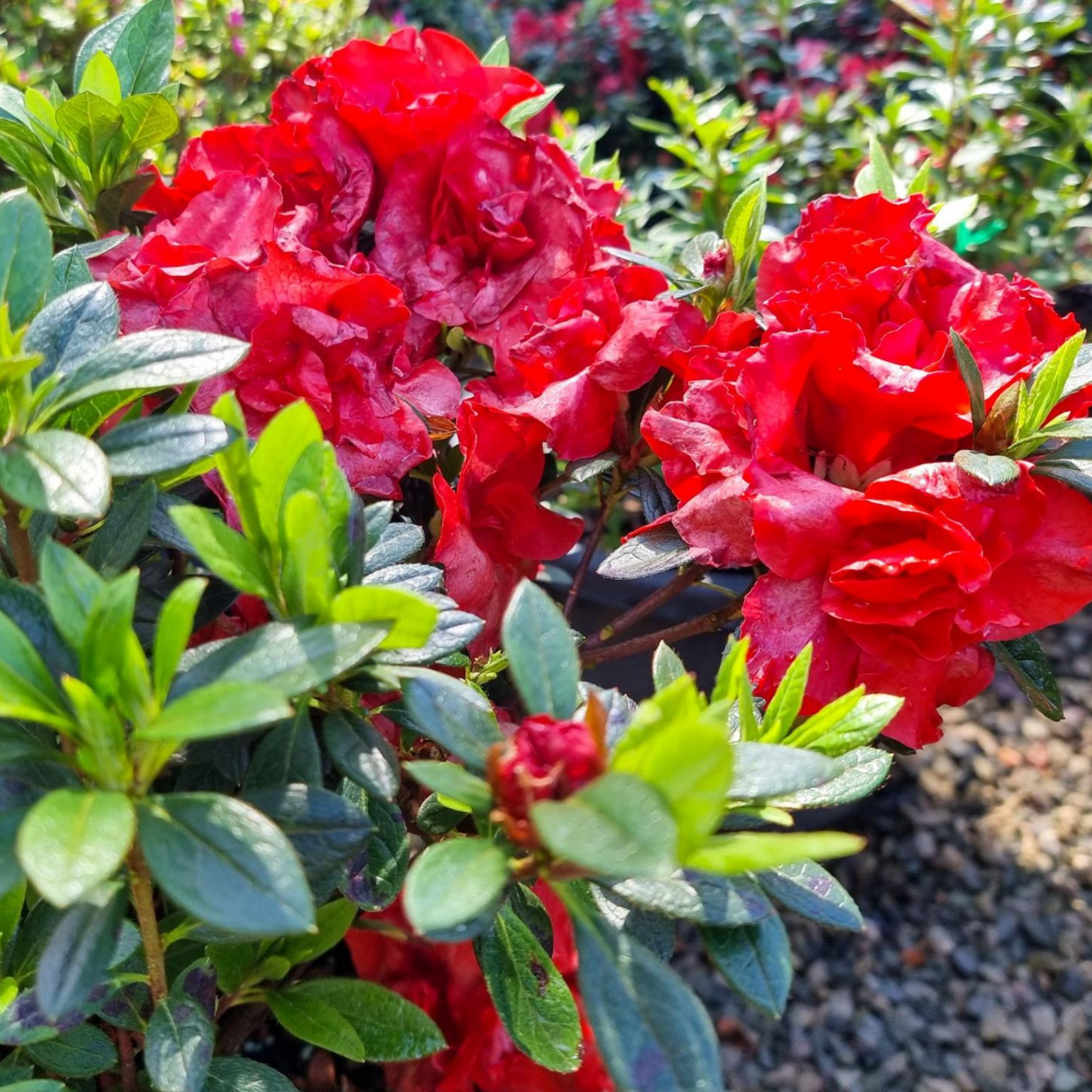 Red flowers with green leaves in a garden setting