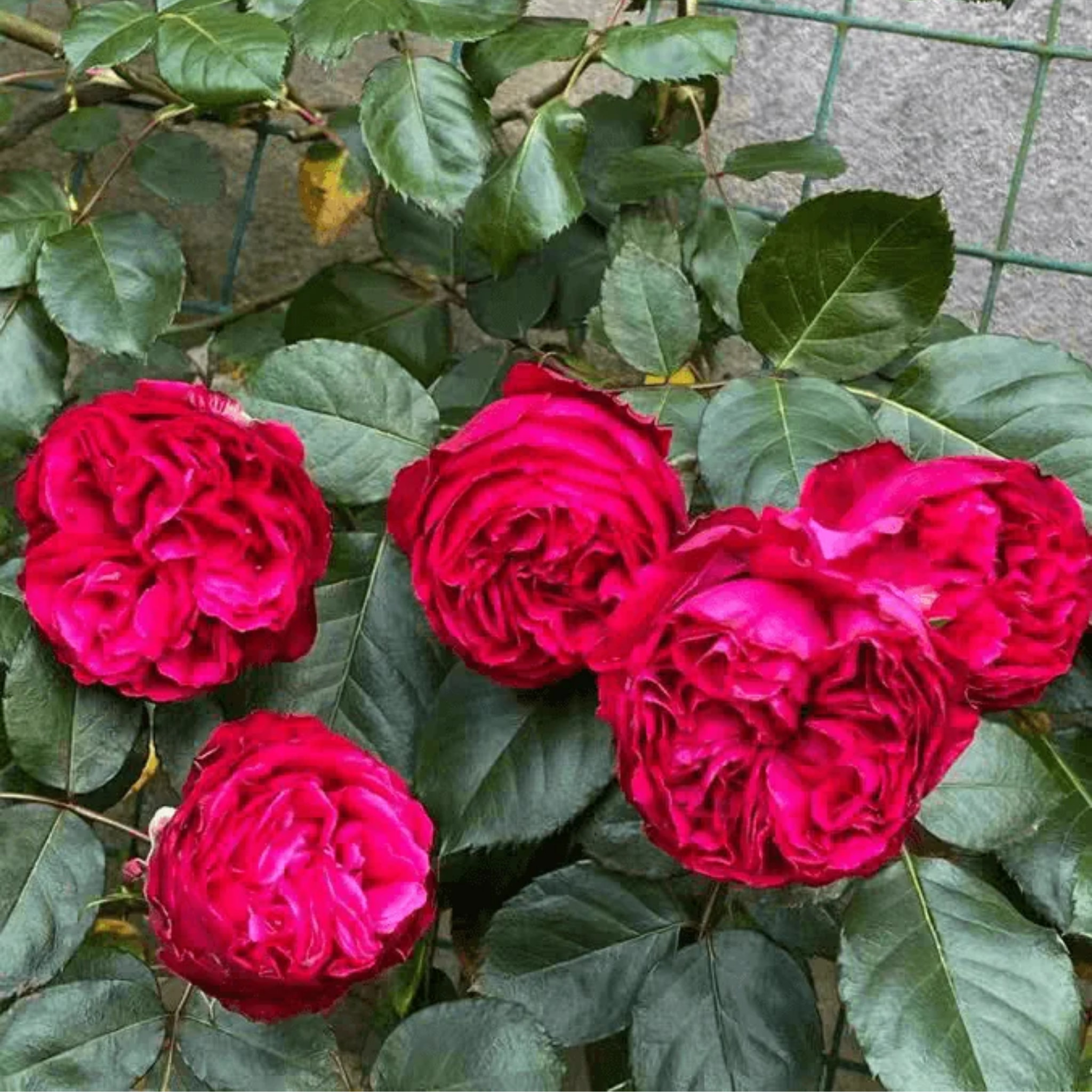 Climbing Rose - Rosa Red Pierre de Ronsard