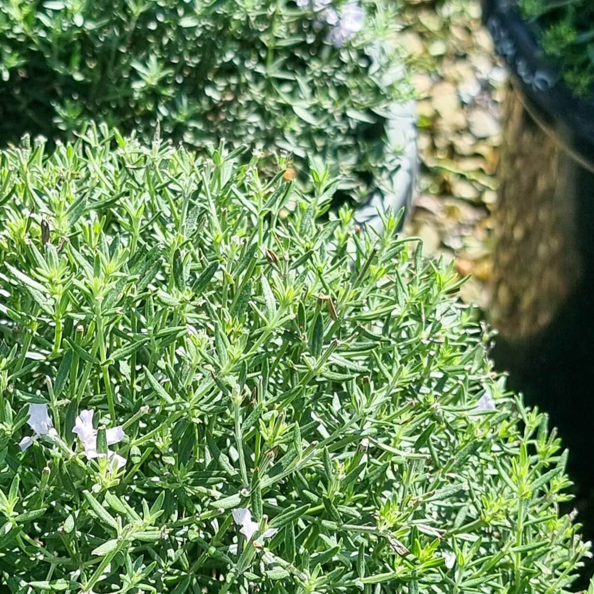 Coastal Rosemary Wynyabbie Gem - Westringia fruticosa Wynyabbie Gem