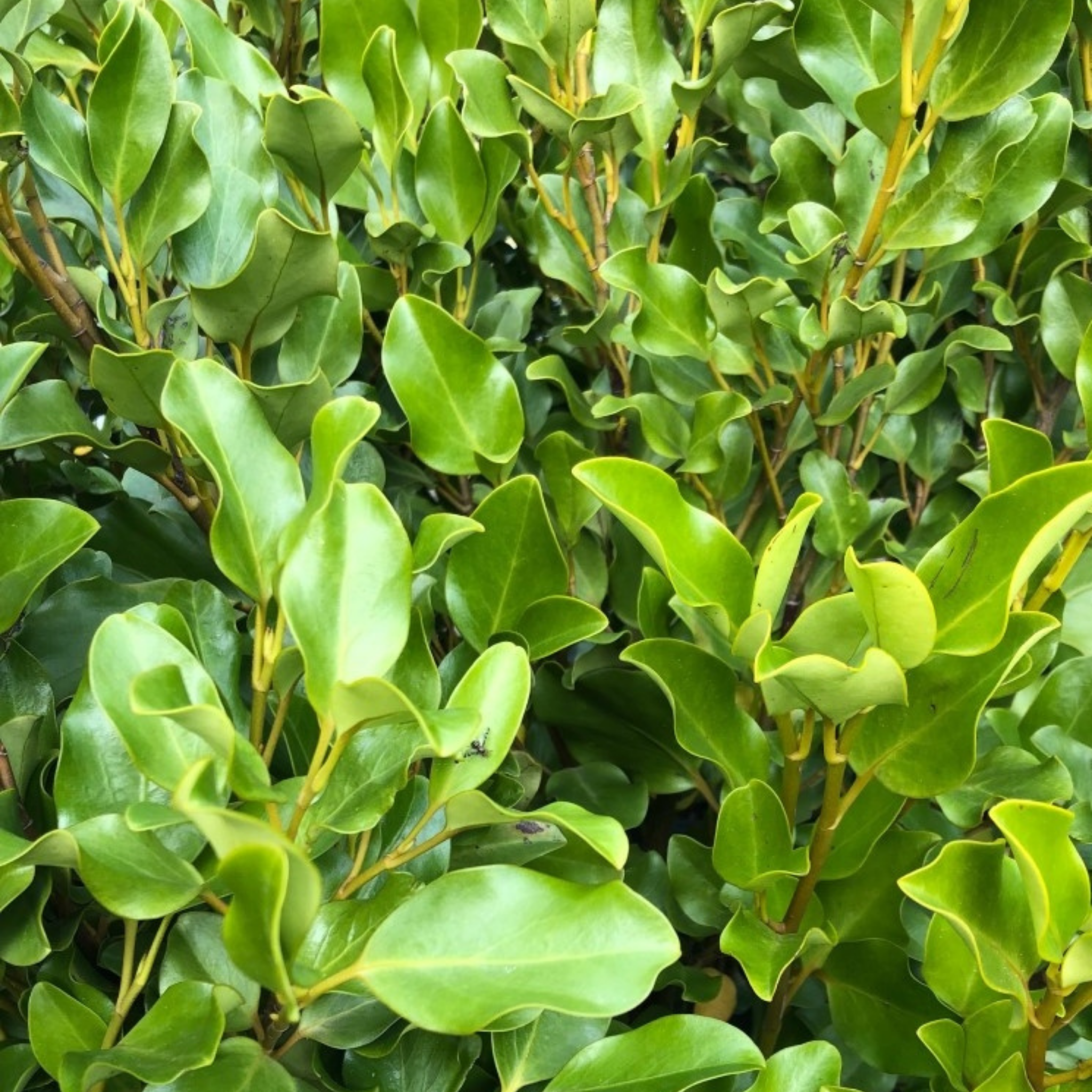 New Zealand Broadleaf Mint - Griselinia littoralis