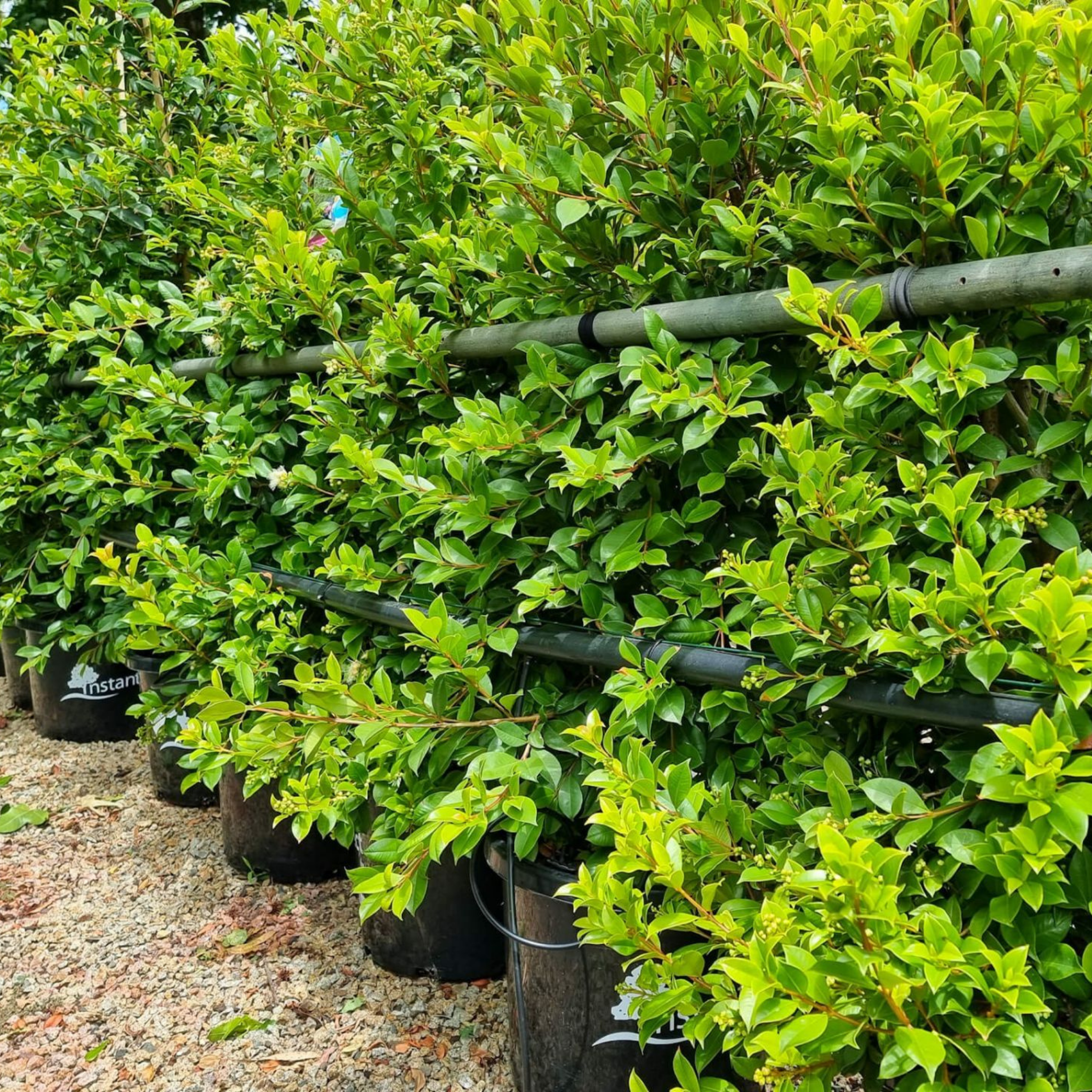 Lilly Pilly Backyard Bliss - Syzygium paniculatum Backyard Bliss