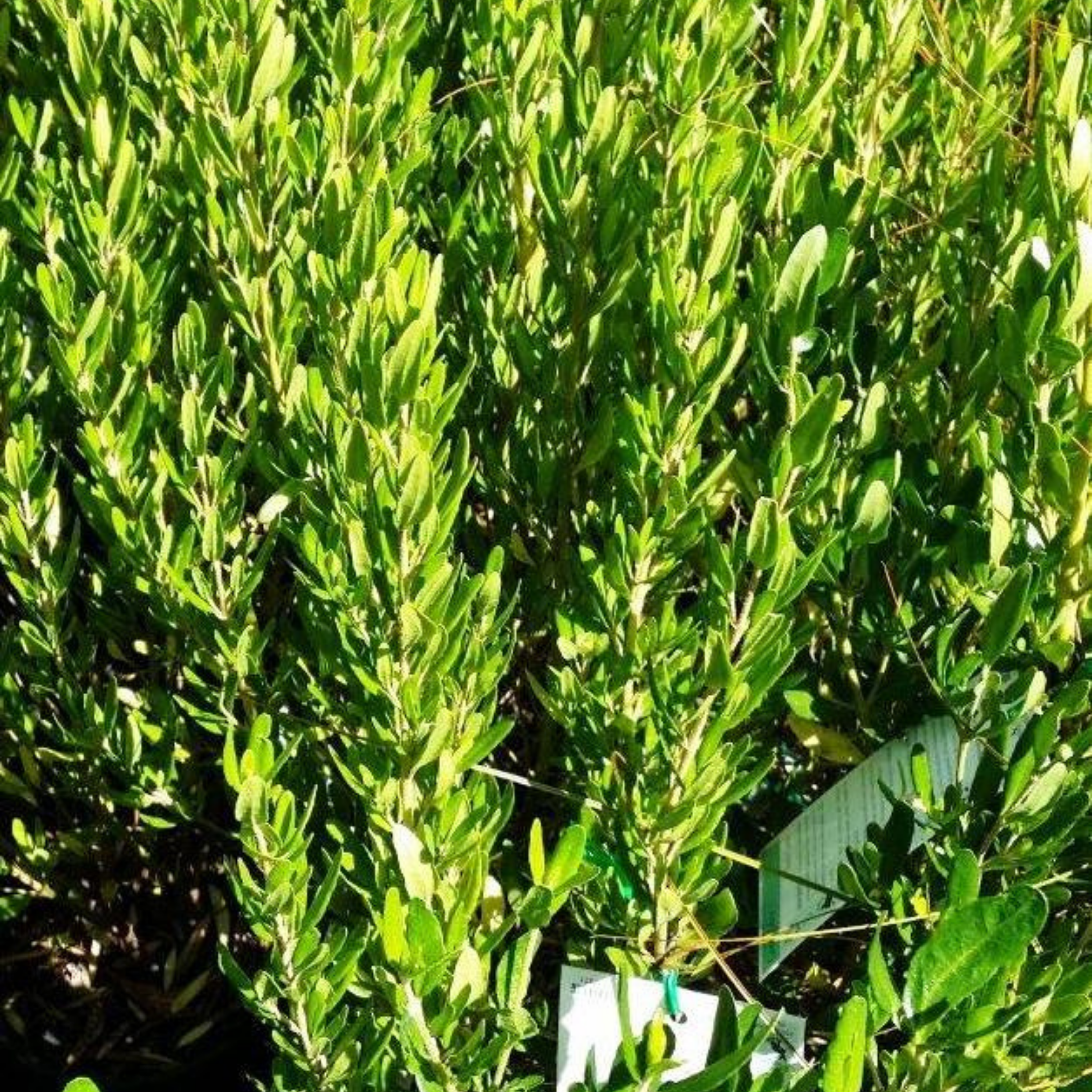 Rock Correa - Correa glabra