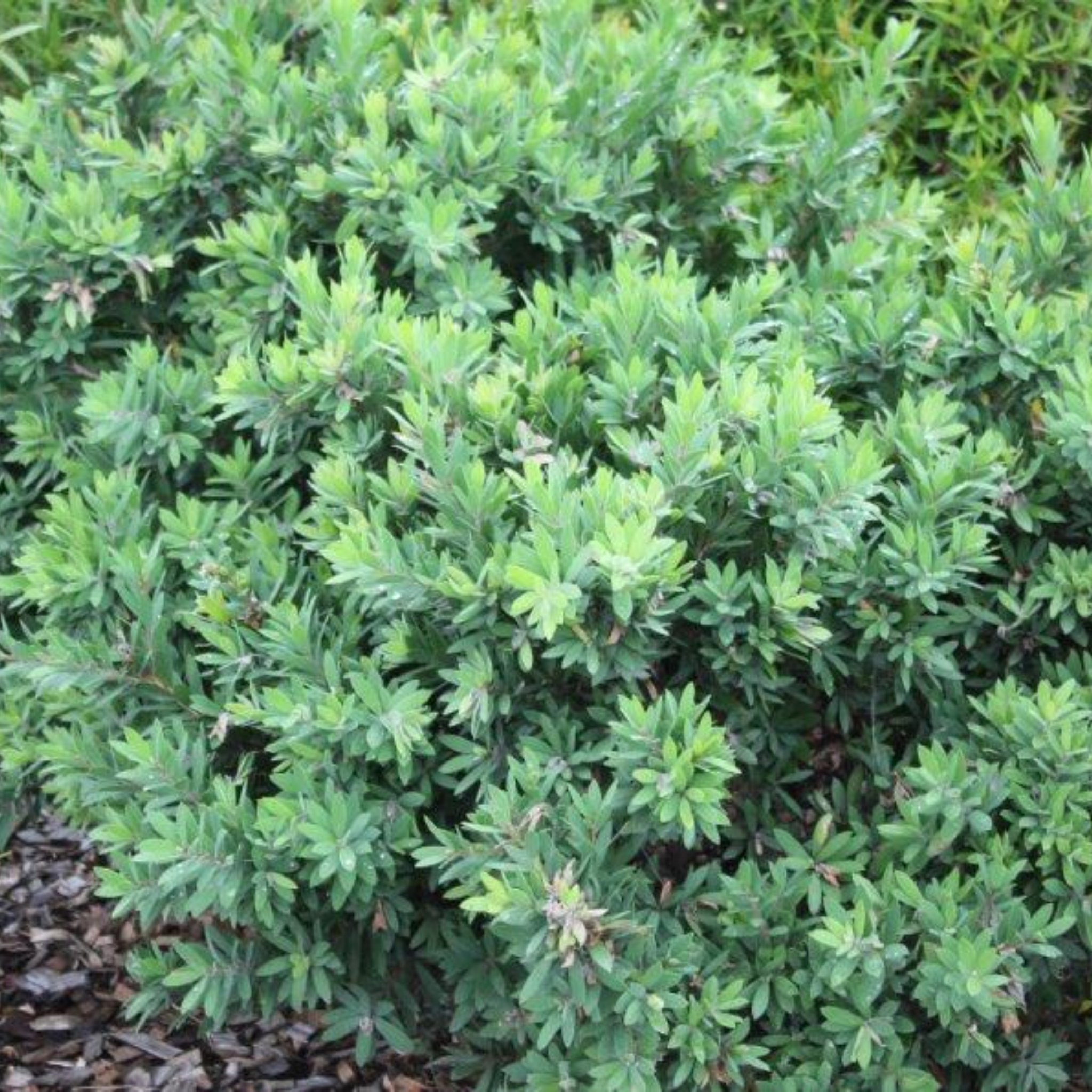 Dwarf Weeping Bottlebrush Better John - Callistemon viminalis 'Better John' PBR