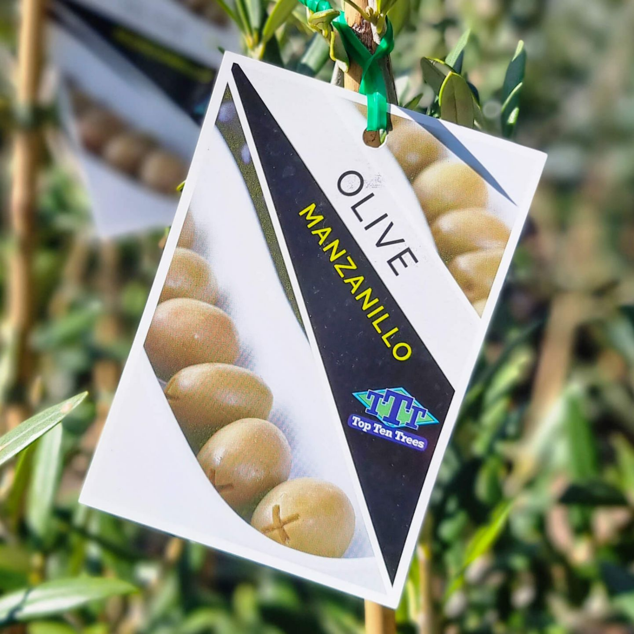 Manzanillo Olive Tree - Olea europaea Manzanillo