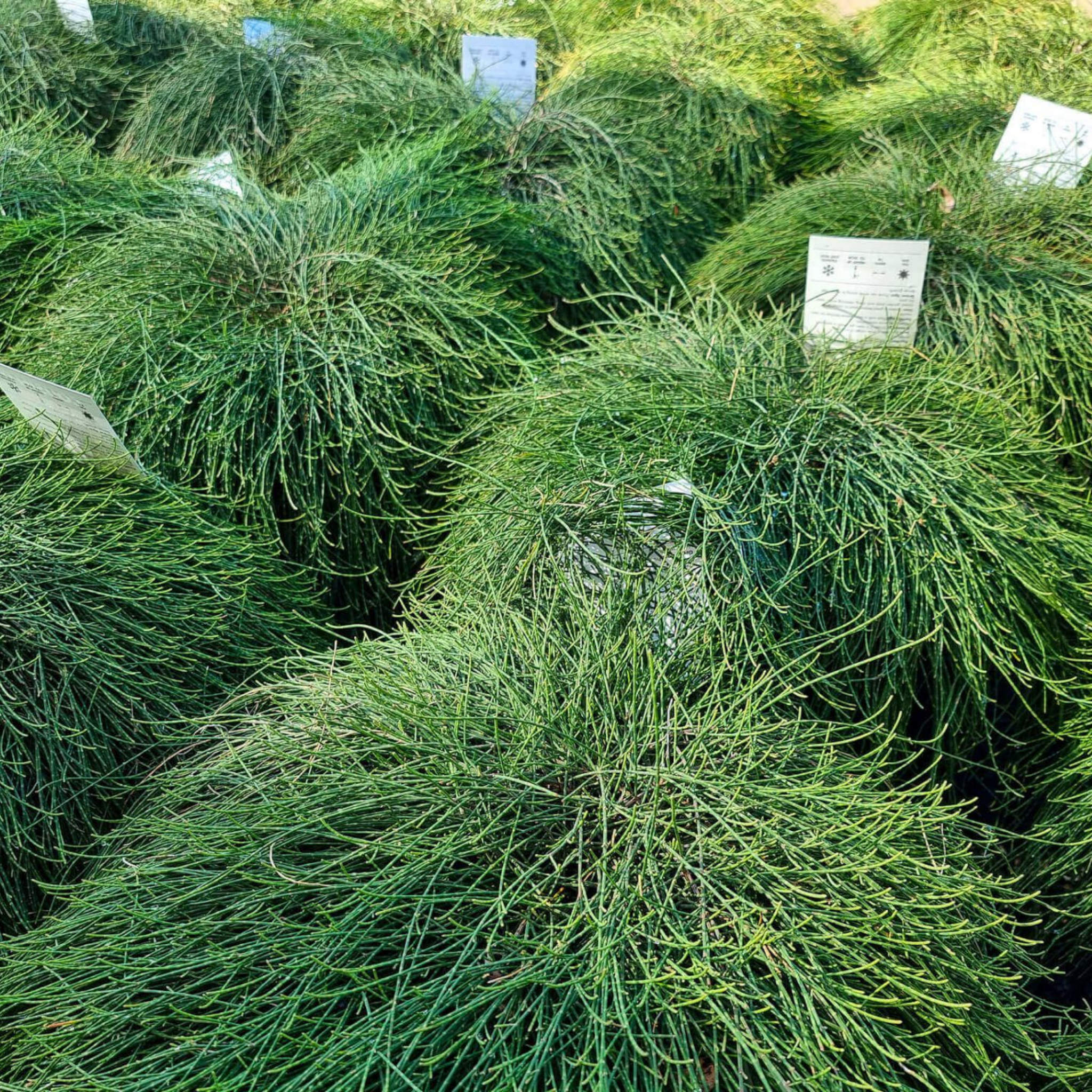 Groundcover Sheoak - Casuarina glauca Cousin It