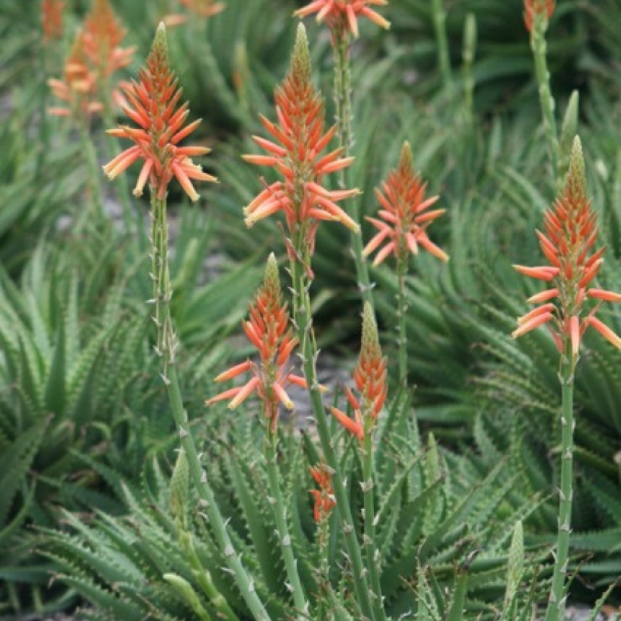Aloe hybrida Gemini PBR