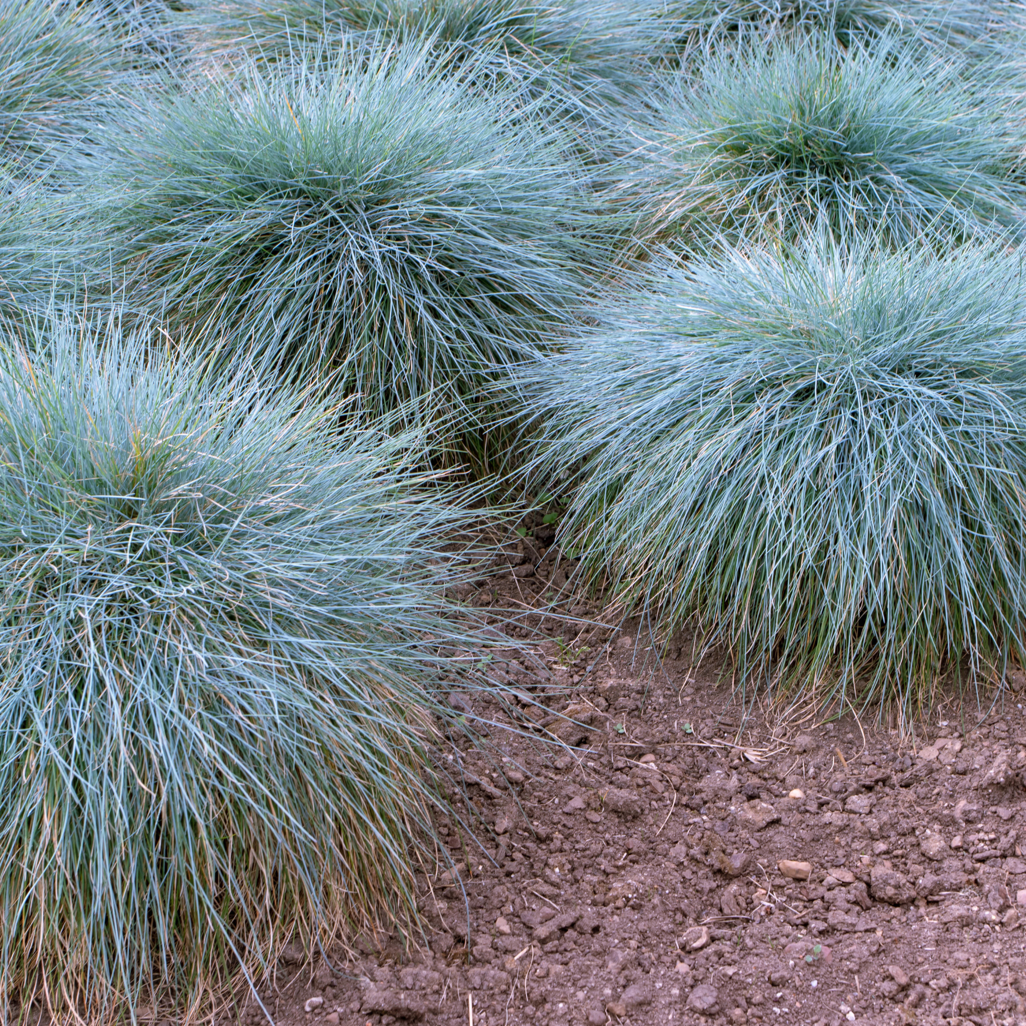 Blue Fescue - Festuca glauca
