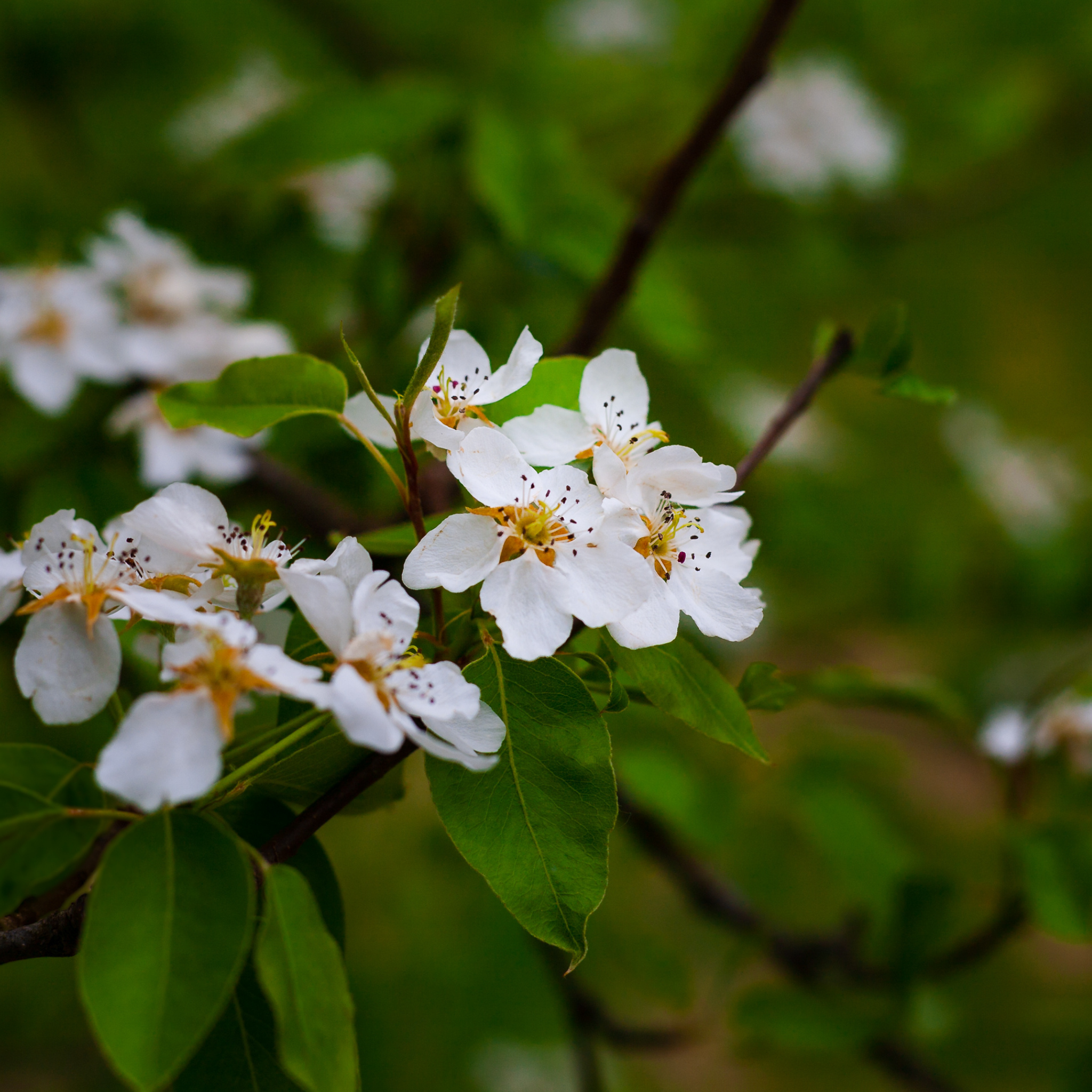Ornamental Pear Southworth Dancer - Pyrus betulaefolia Southworth Dancer
