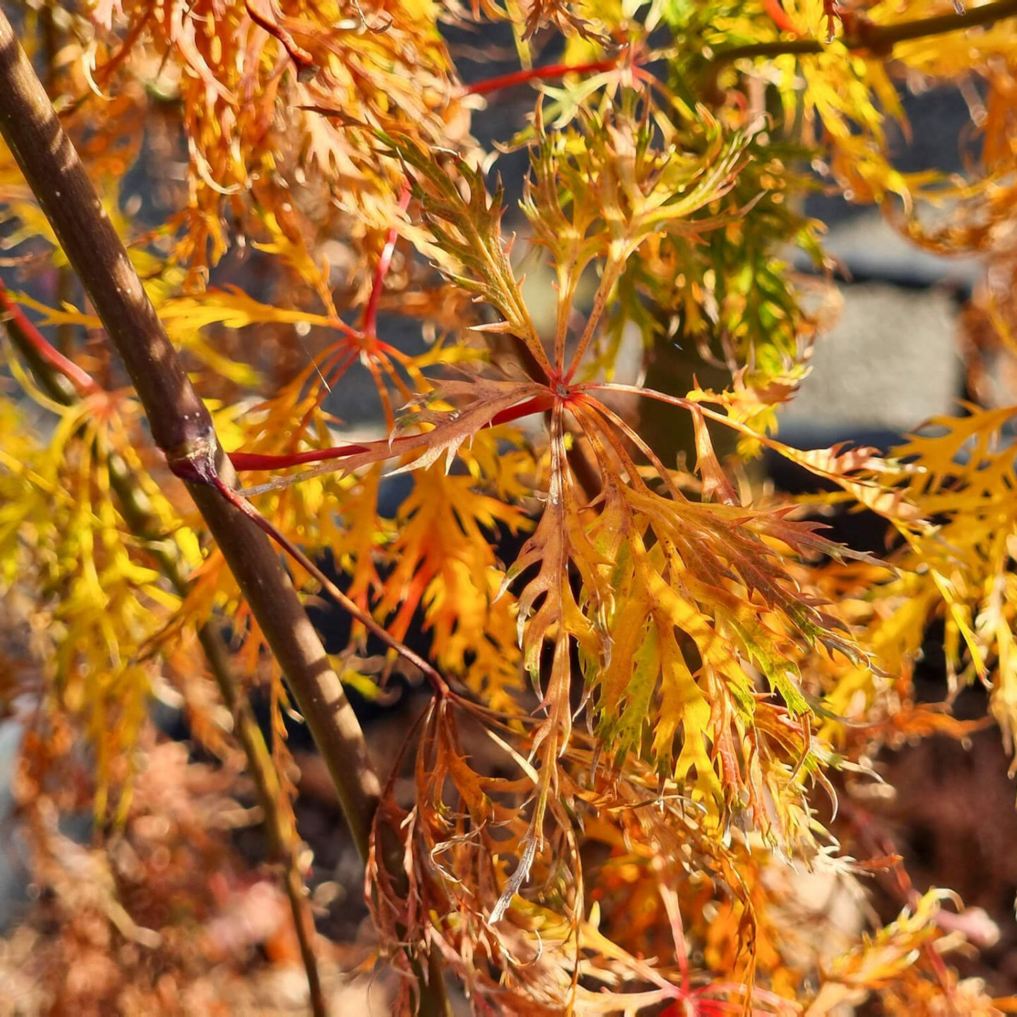 Weeping Japanese Maple Ellen - Acer palmatum Dissectum Ellen