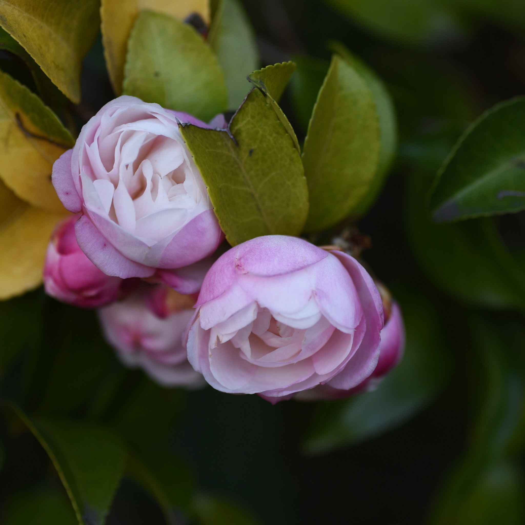 Camellia Paradise Blush - Camellia sasanqua 'Paradise Blush'