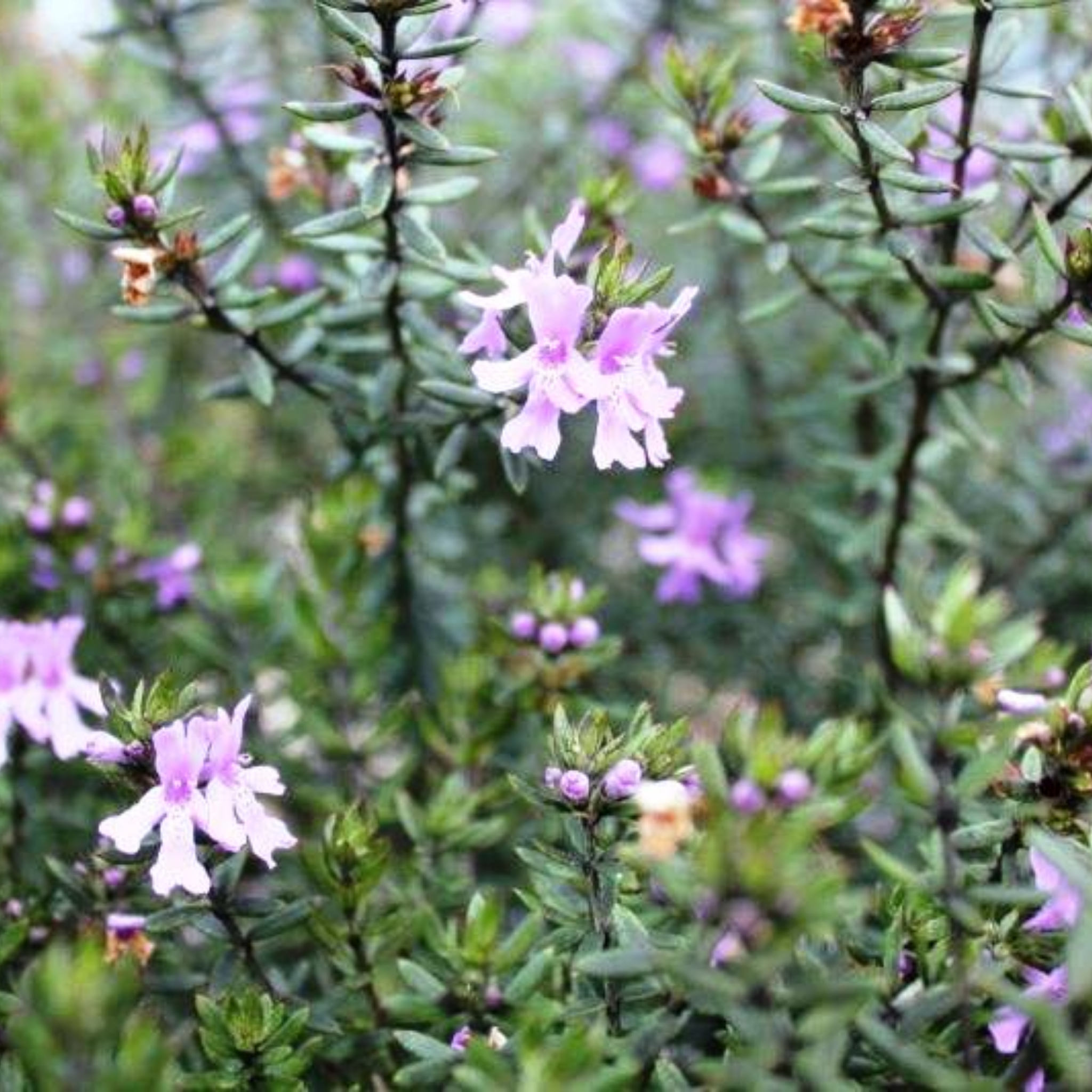 Blue Gem Native Rosemary - Westringia hybrida Blue Gem