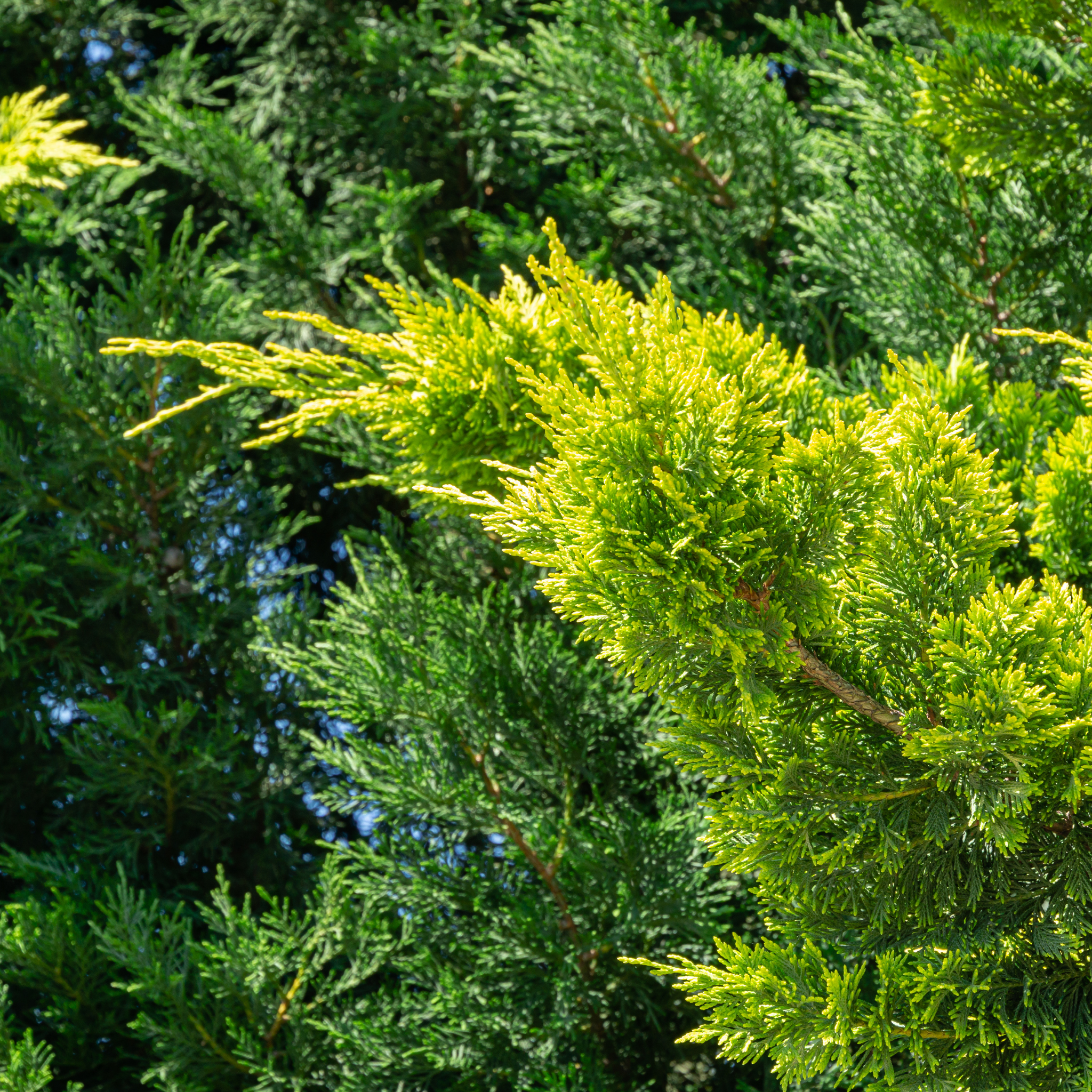 Cupressocyparis leylandii Madeline - Bettergreen Cypress