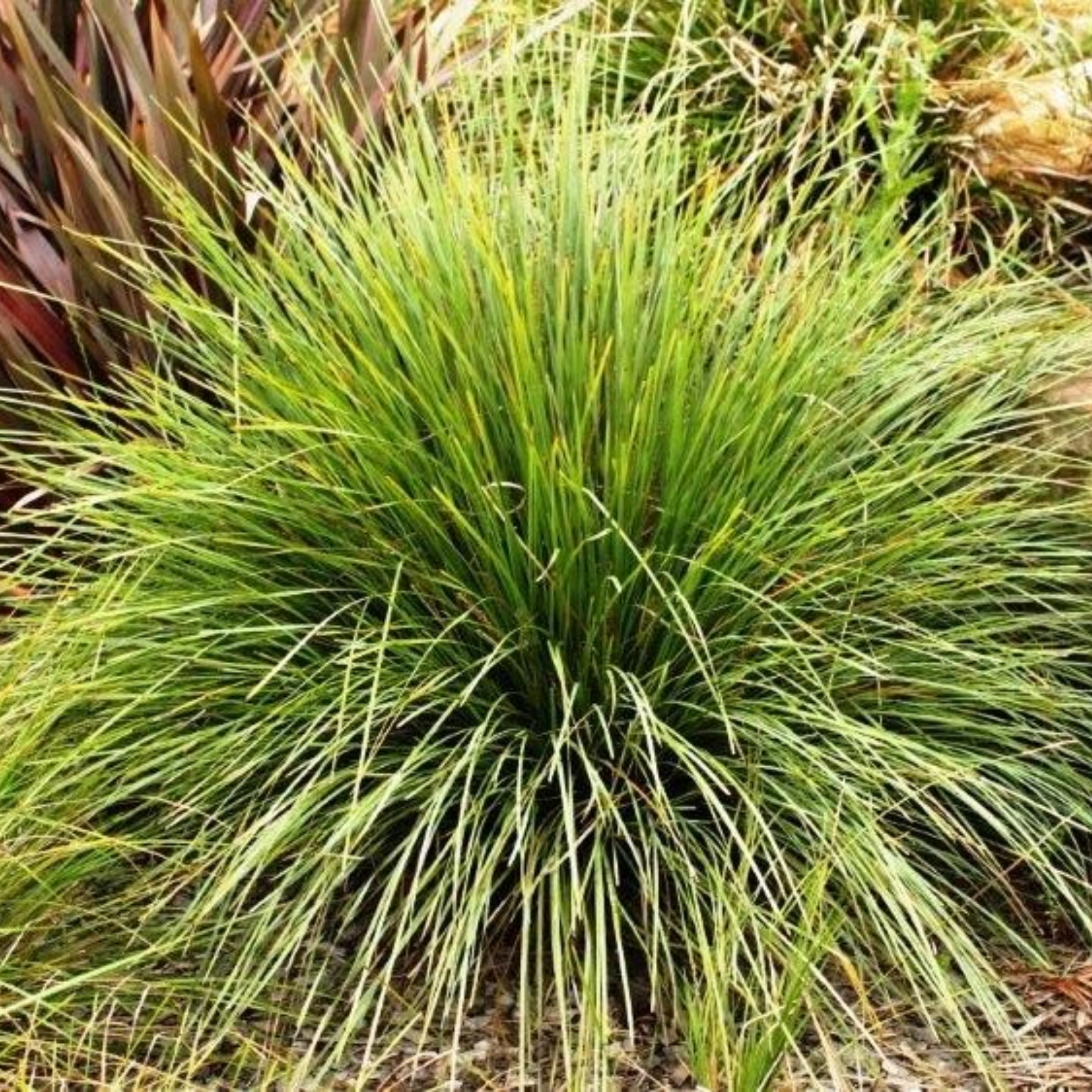 Lomandra Nyalla - Lomandra longifolia Nyalla PBR