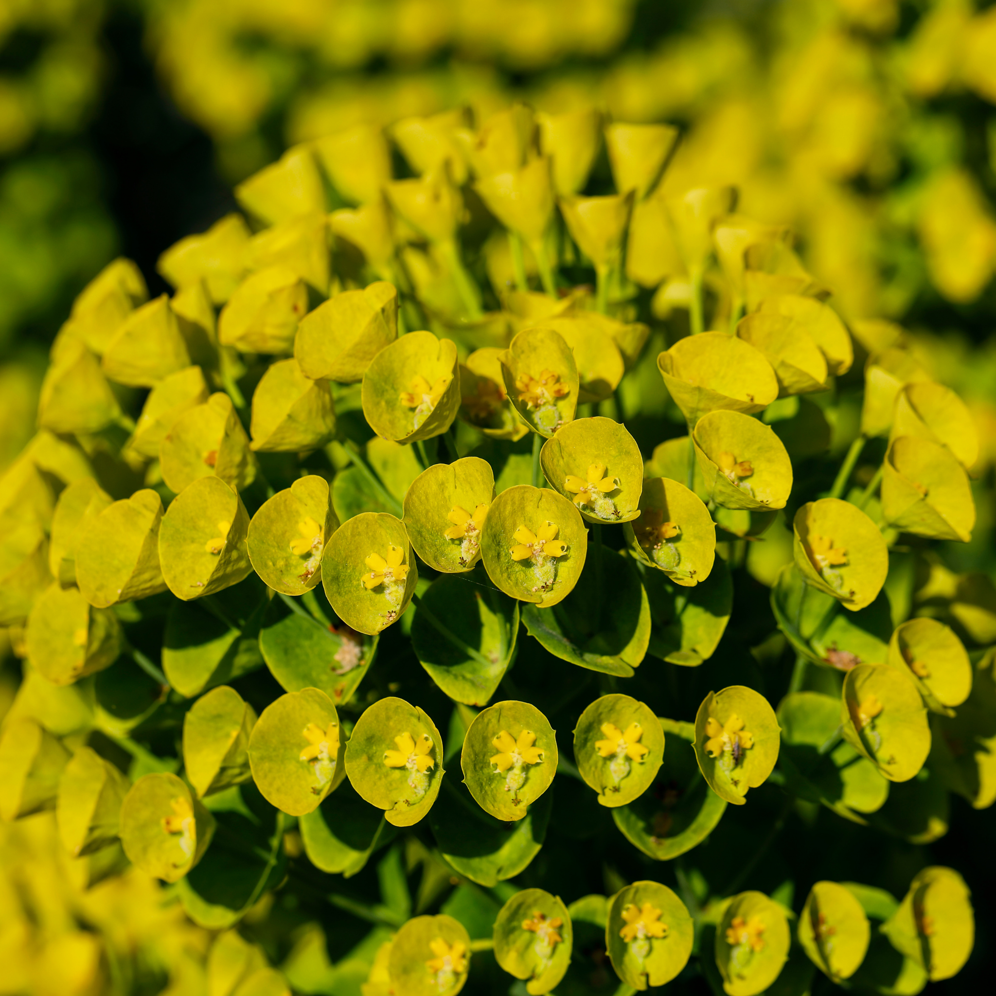 Mediterranean Spurge - Euphorbia characias wulfenii