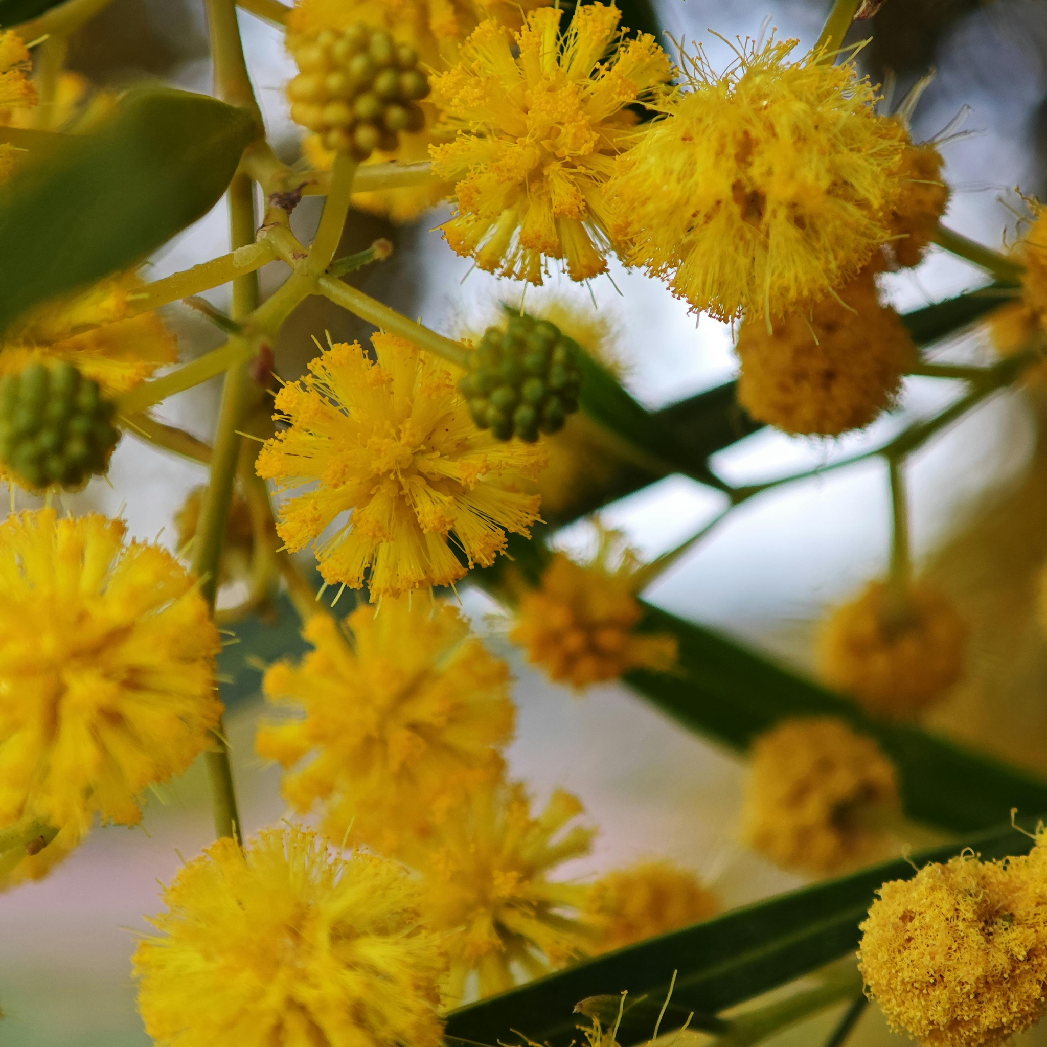 Acacia Golden Wattle - Acacia pycnantha