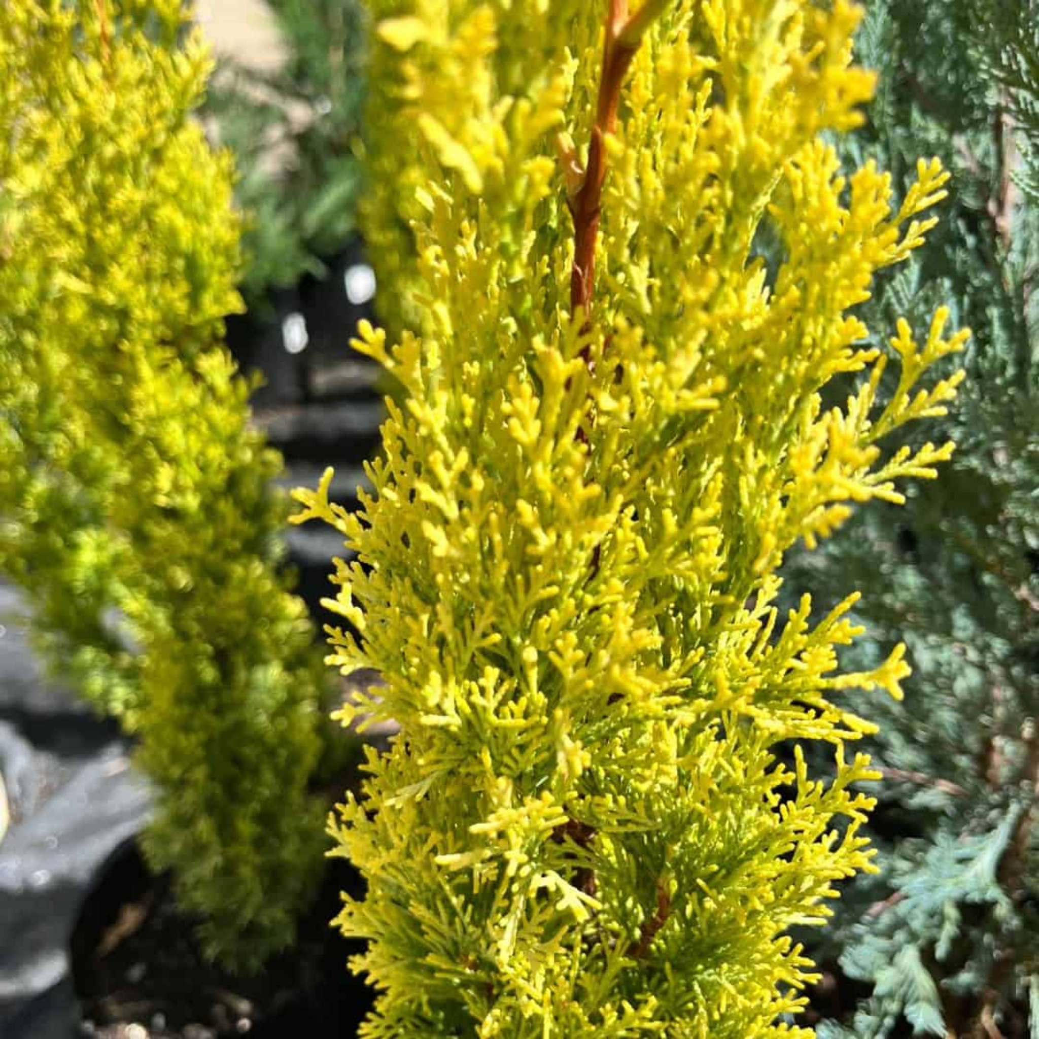 Swanes Golden Pencil Pine - Golden Italian Cypress Cupressus sempervirens