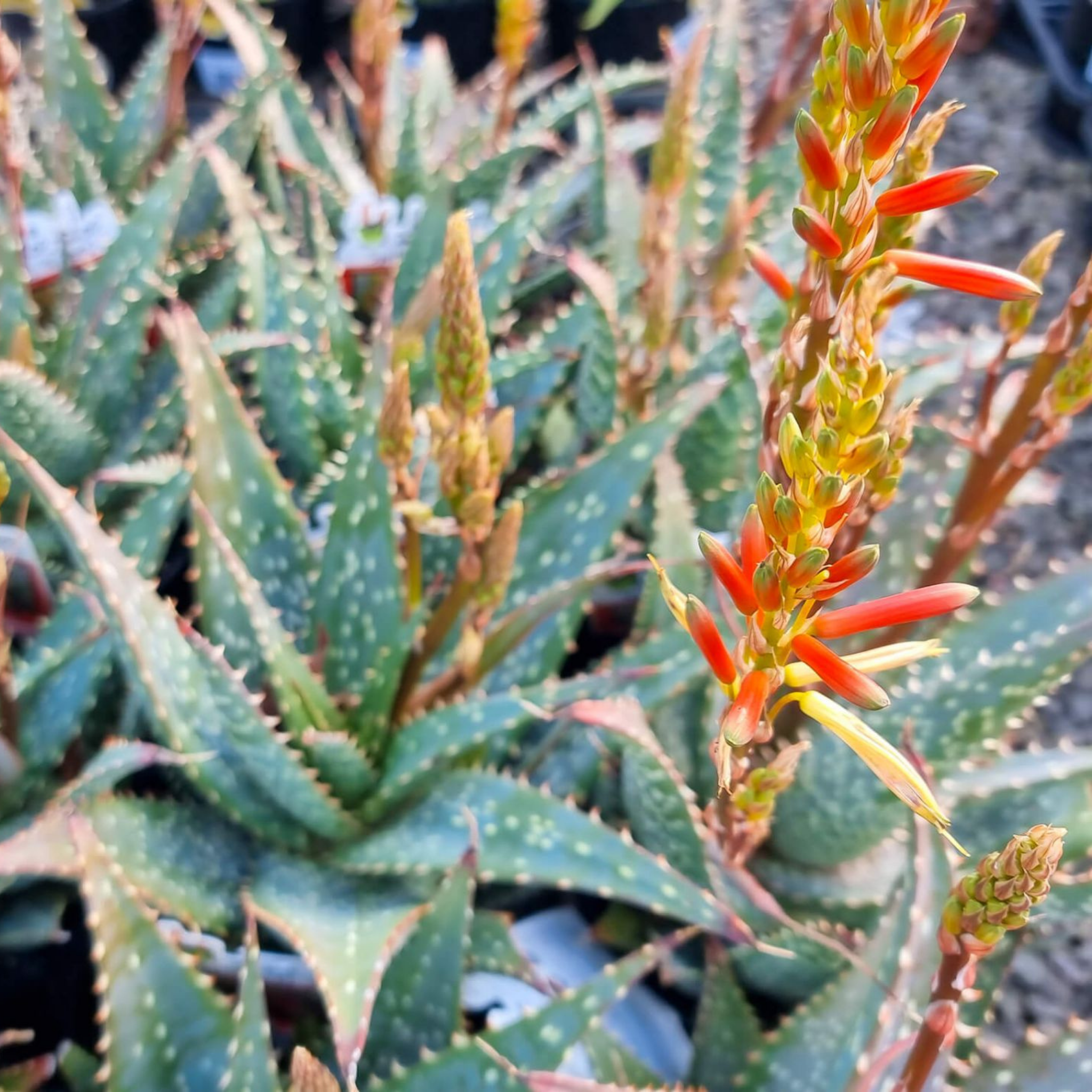 Aloe hybrida Spots N Dots
