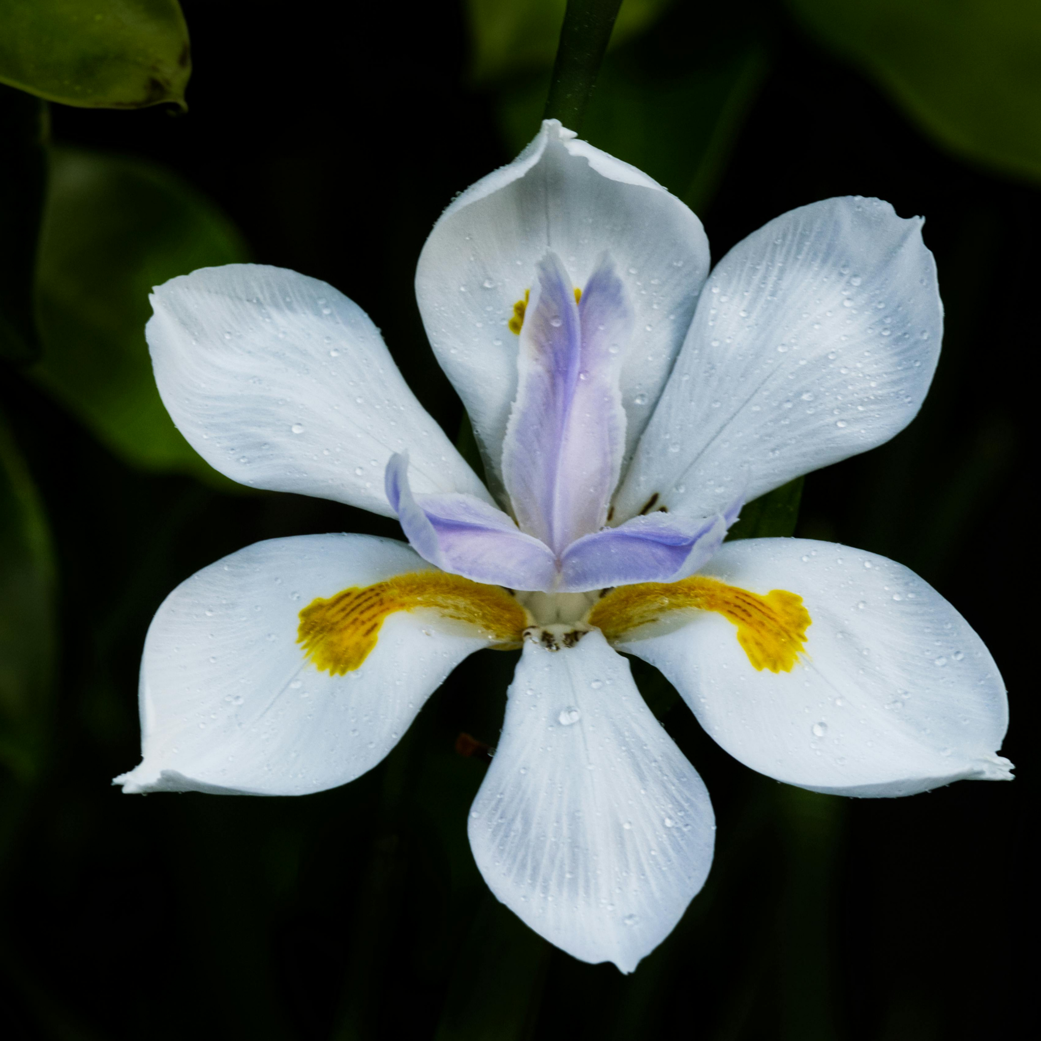 African Iris - Dietes iridioides