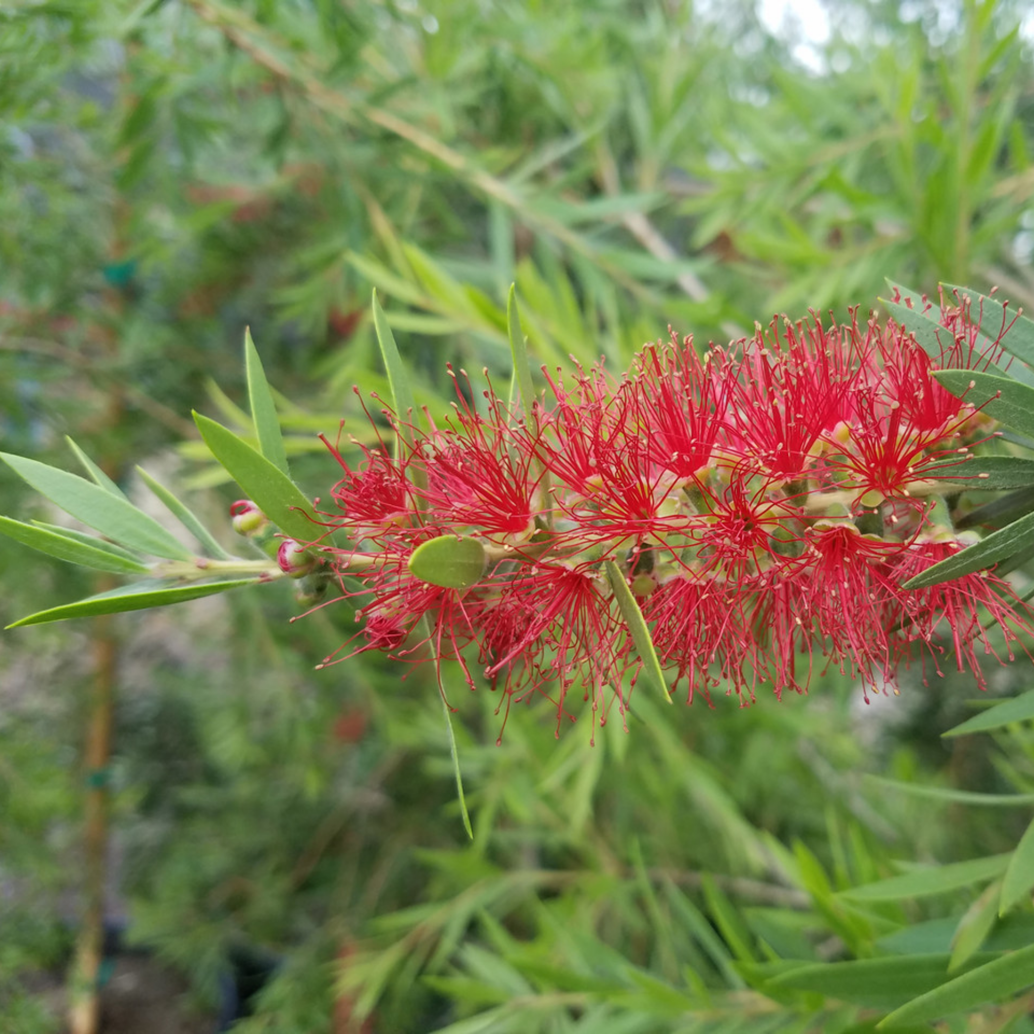 Slim Bottlebrush - Callistemon viminalis 'Slim'