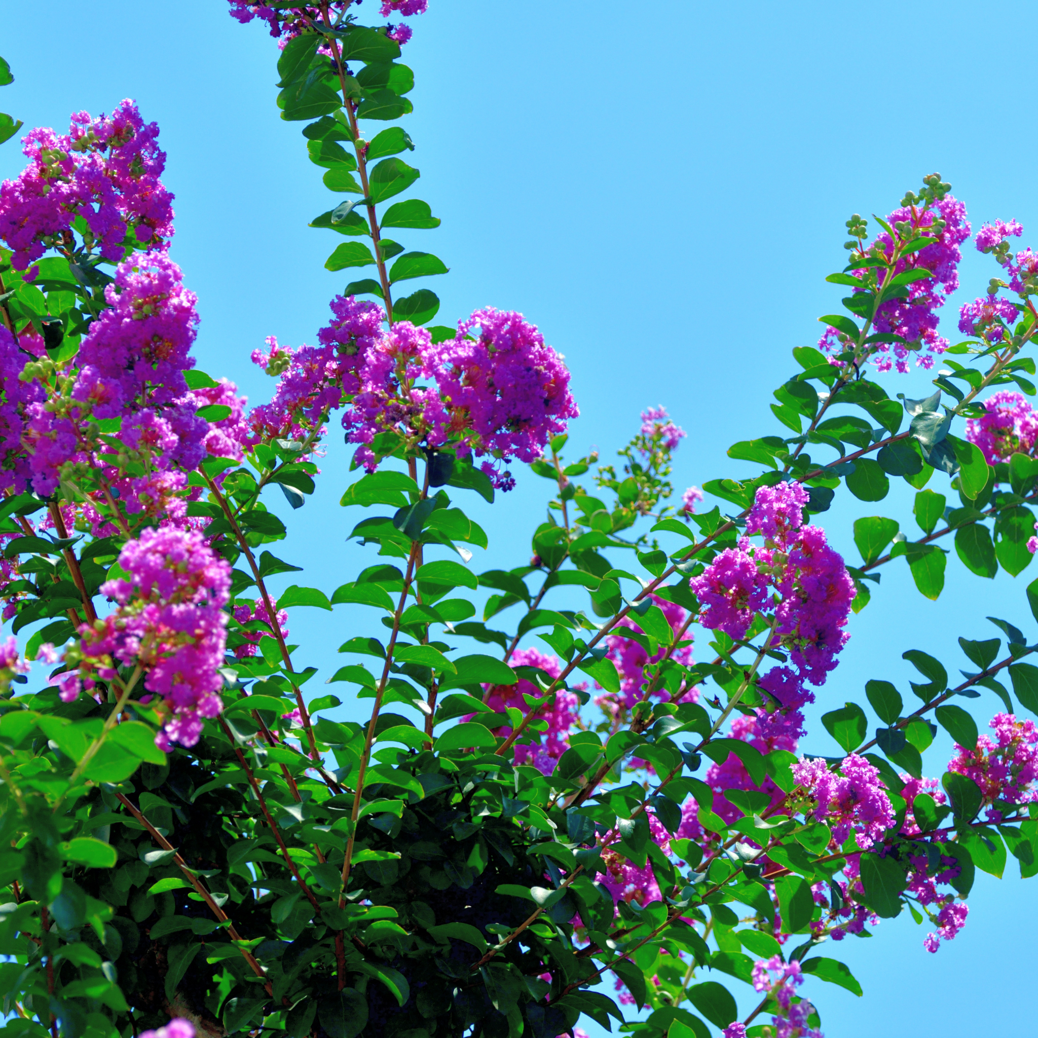 Purple Crepe Myrtle 'Zuni' - Lagerstroemia indica fauriei Zuni
