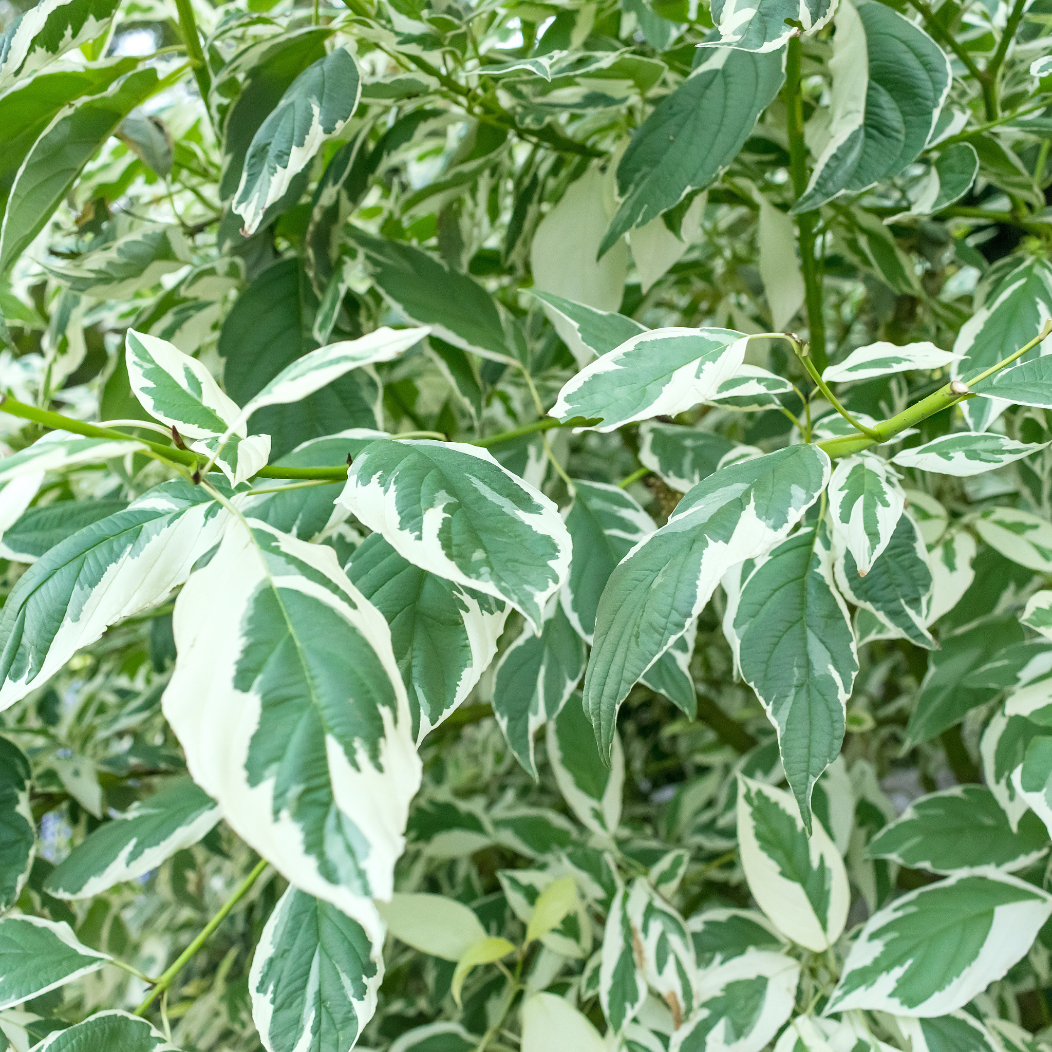 Variegated Weeping Fig - Ficus benjamina Variegata