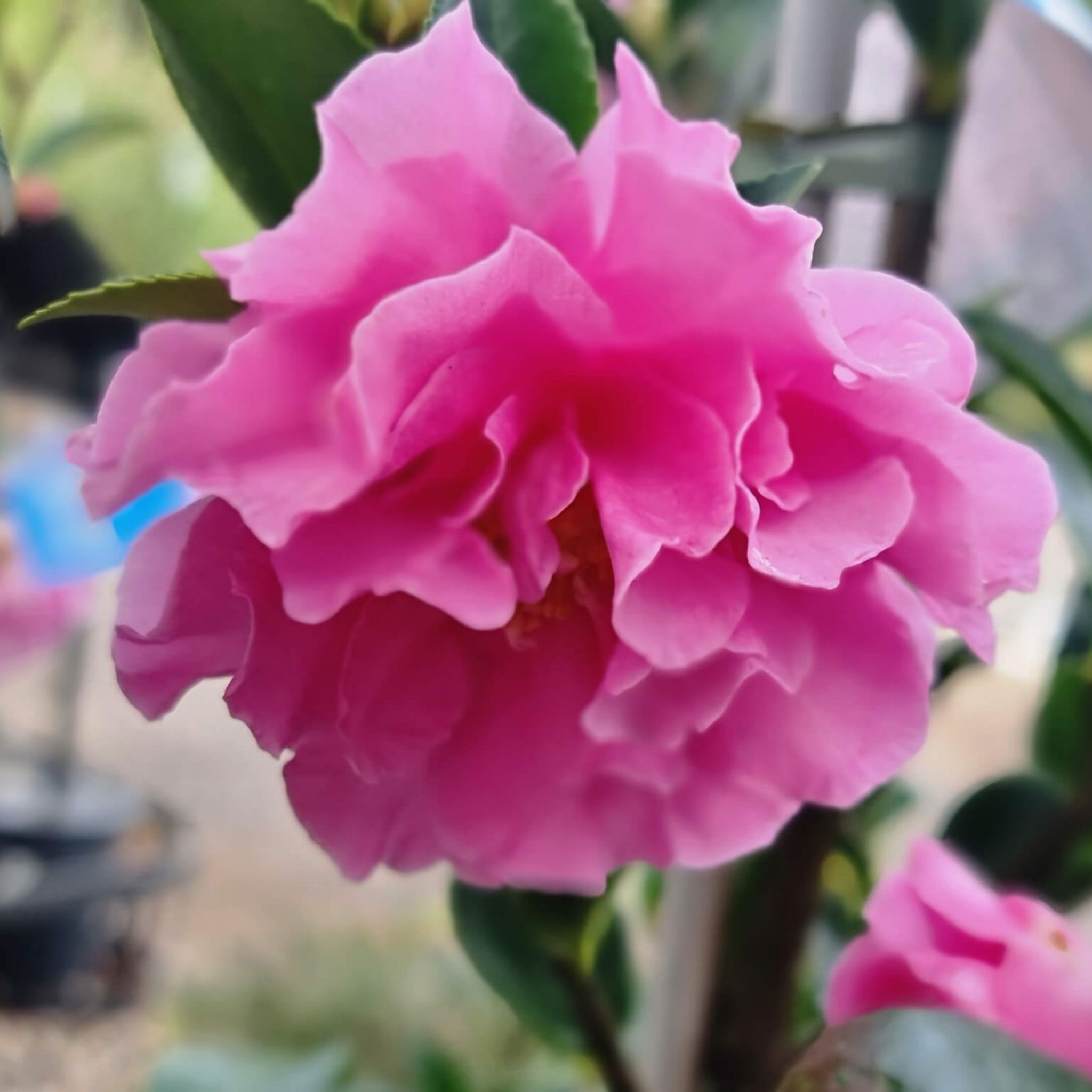 Camellia With Love - Camellia sasanqua 'With Love'