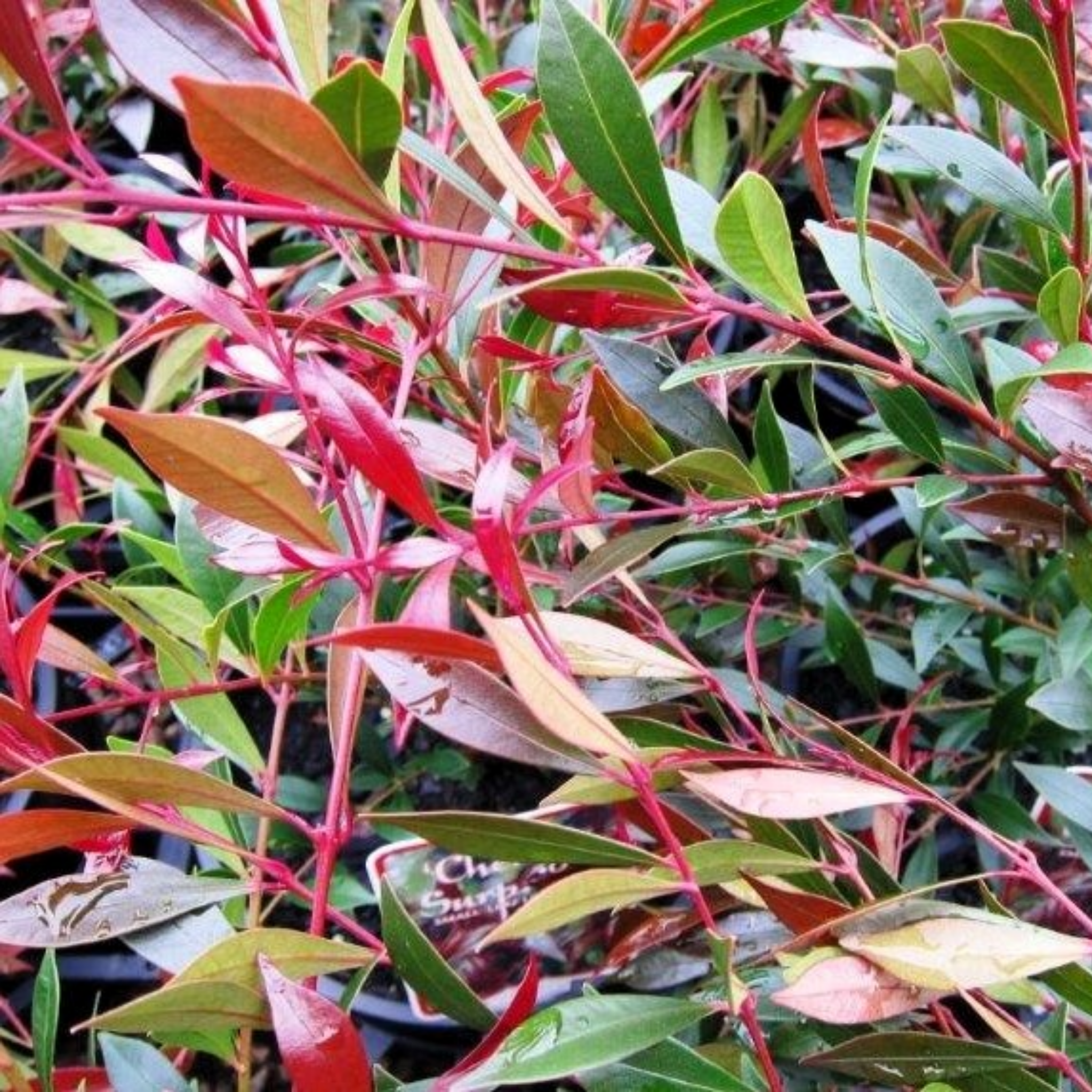 Lilly Pilly Cherry Surprise - Acmena smithii 'Cherry Surprise'