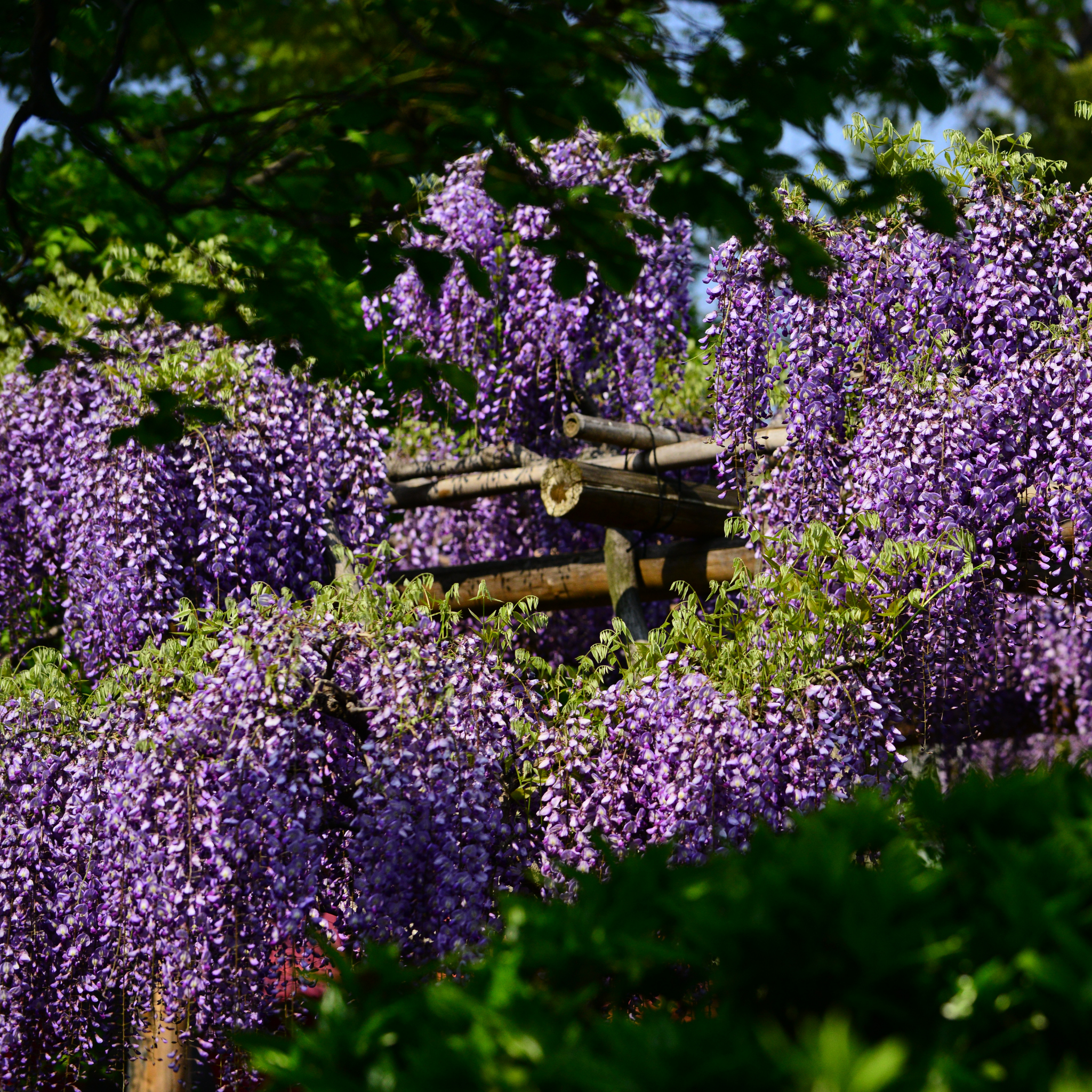 Japanese Wisteria - Wisteria floribunda