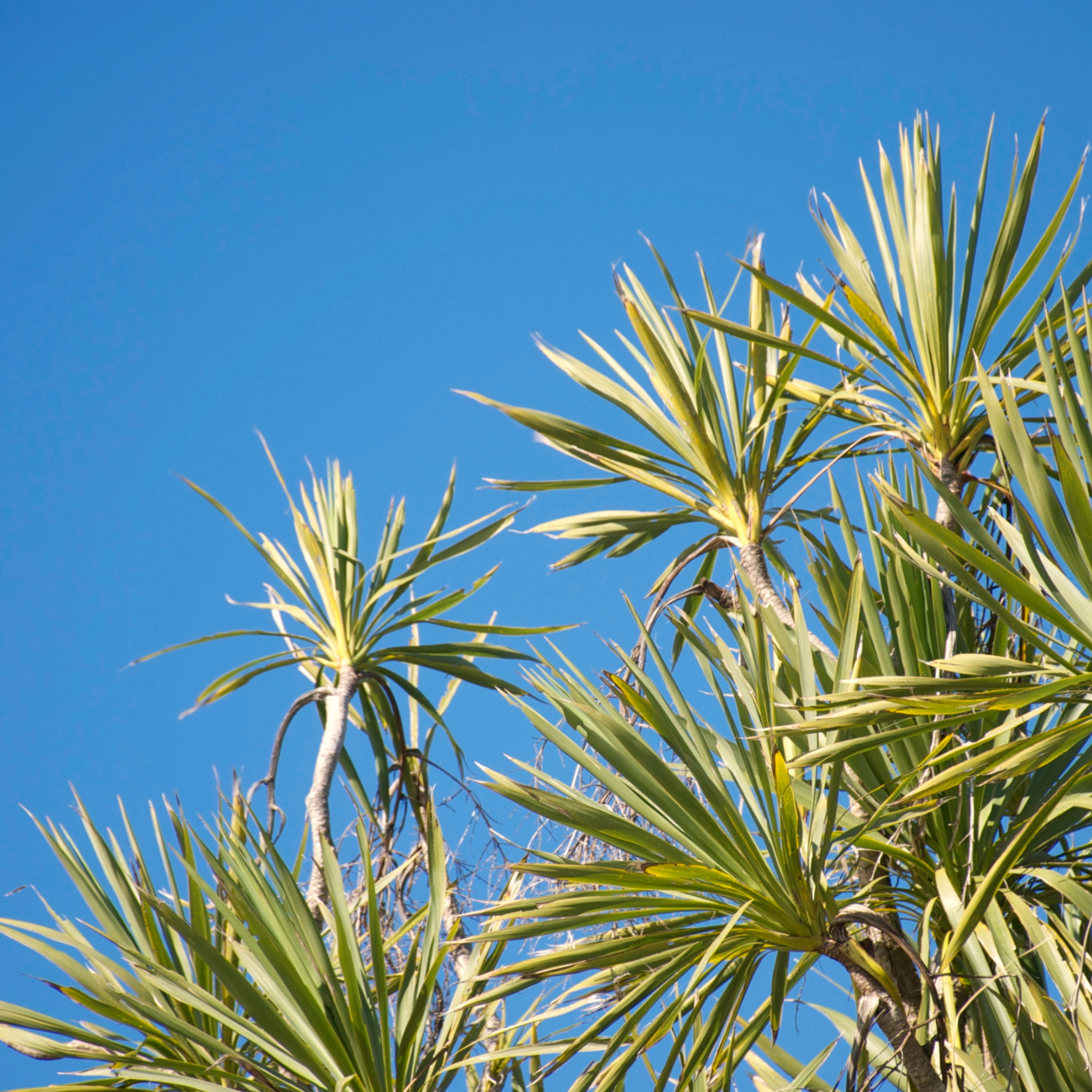 TOrbay Dazzler Cabbage Tree - Cordyline australis 'Torbay Dazzler'