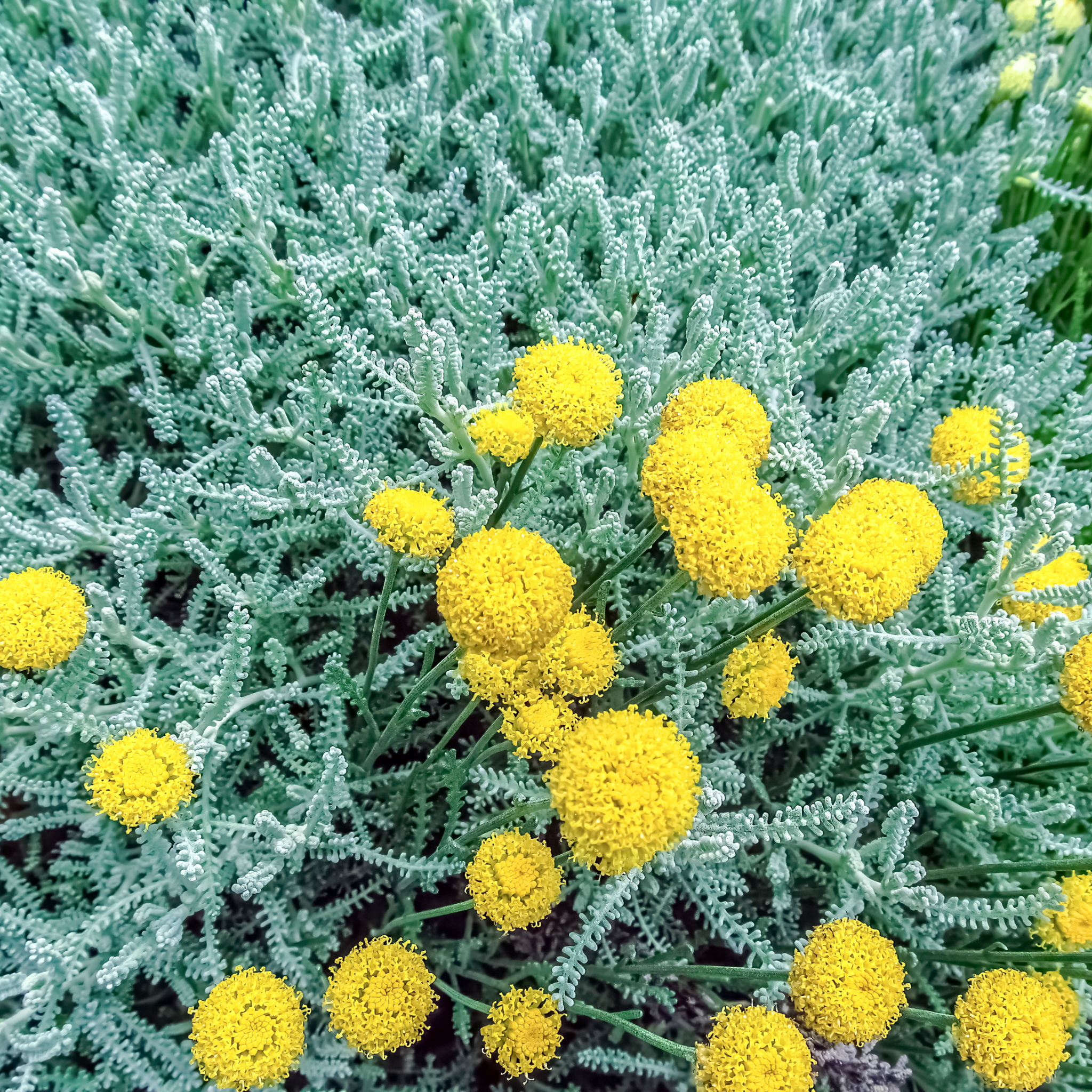 Cotton Lavender - Santolina chamaecyparissus