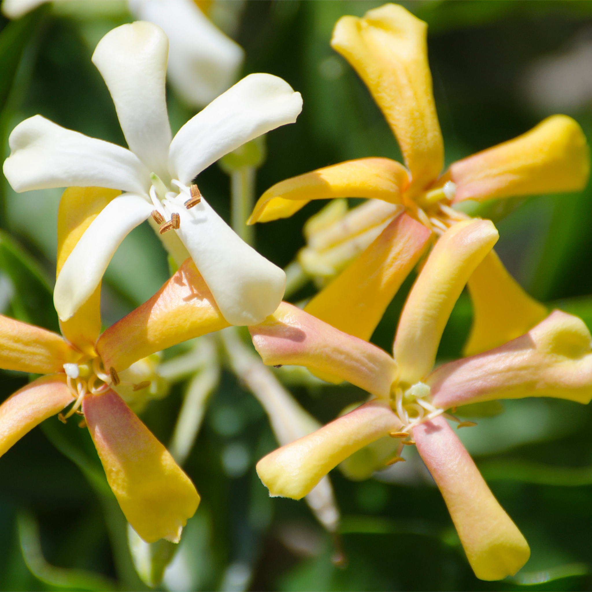 Native Frangipani - Hymenosporum flavum