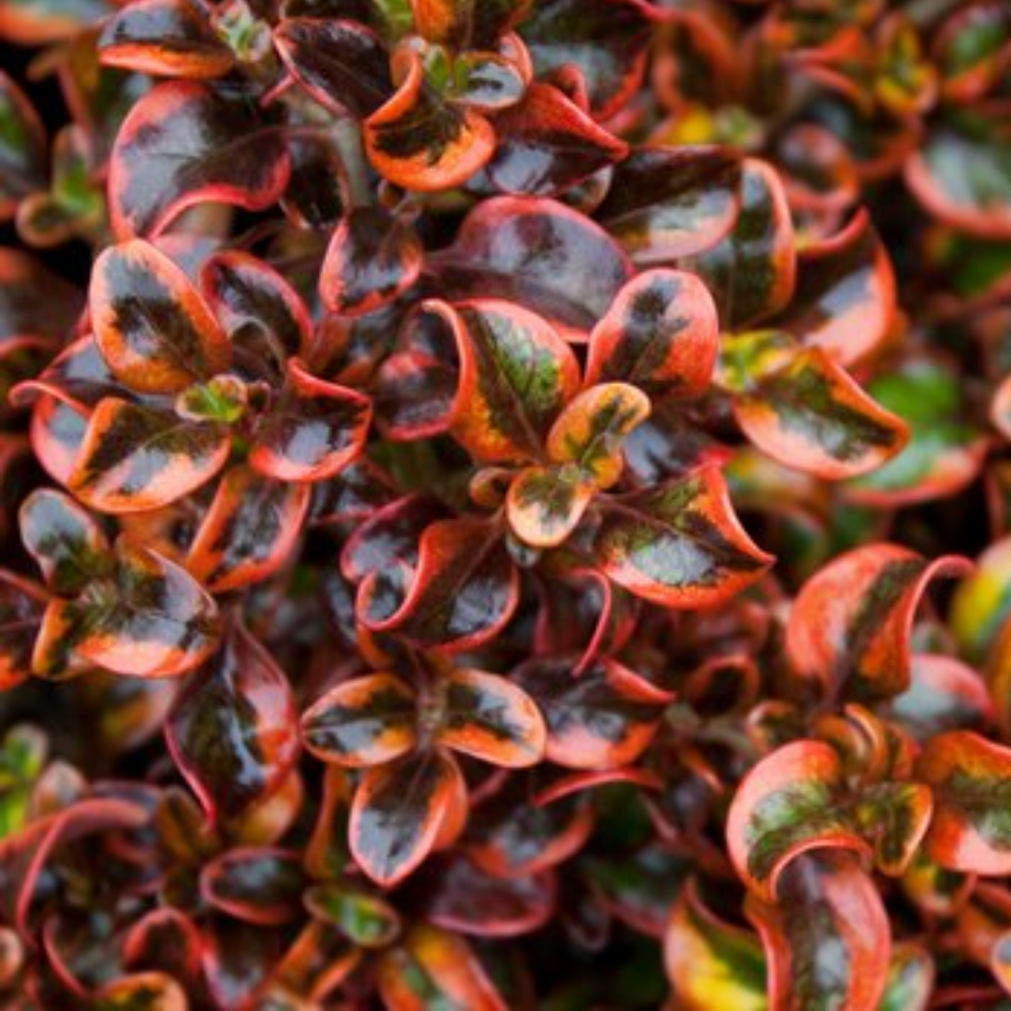 Mirror Bush Tequila Sunrise - Coprosma repens 'Tequila Sunrise'