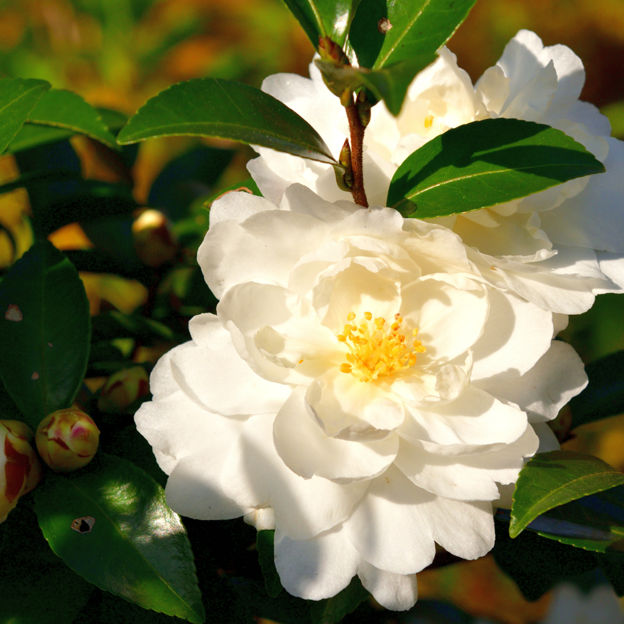 Camellia Avalanche - Camellia sasanqua Avalanche