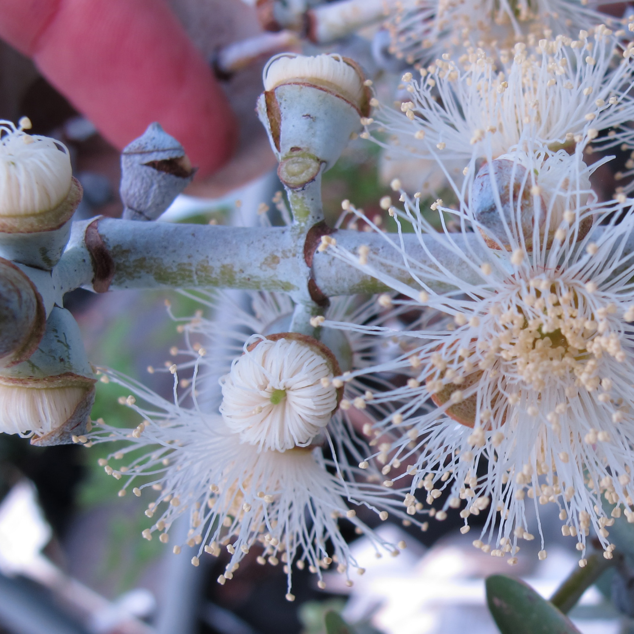 Eucalyptus Baby Blue - Eucalyptus pulverulenta 'Baby Blue'
