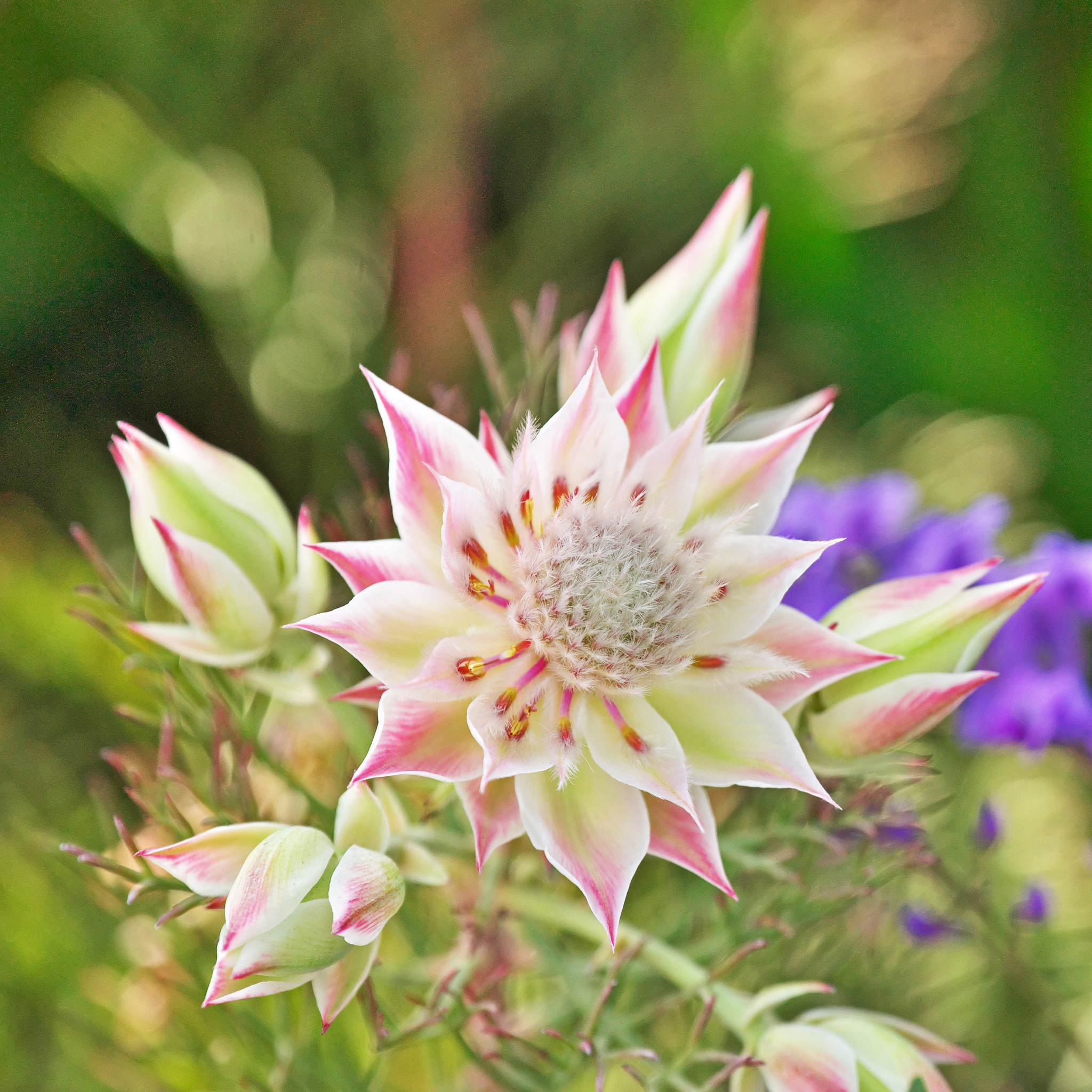 Pretty N Pink Blushing Bride - Serruria florida rosea Pretty N Pink